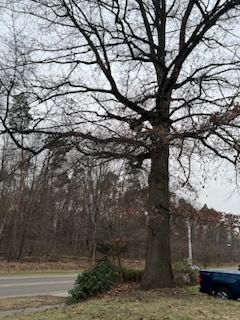 Tree Trimming using Tree Pruing by Mike Jones & Sons Tree Service LLC 