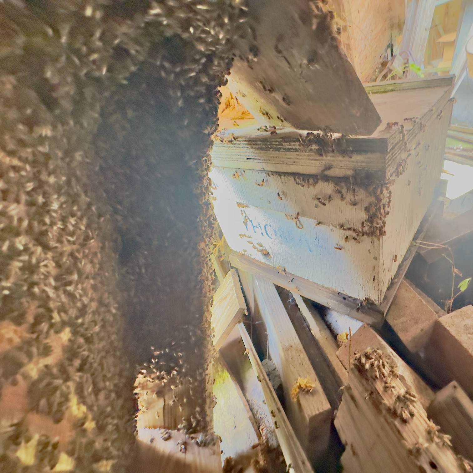 Open Air Garage Beesli by Rockwall Honey Bee Company