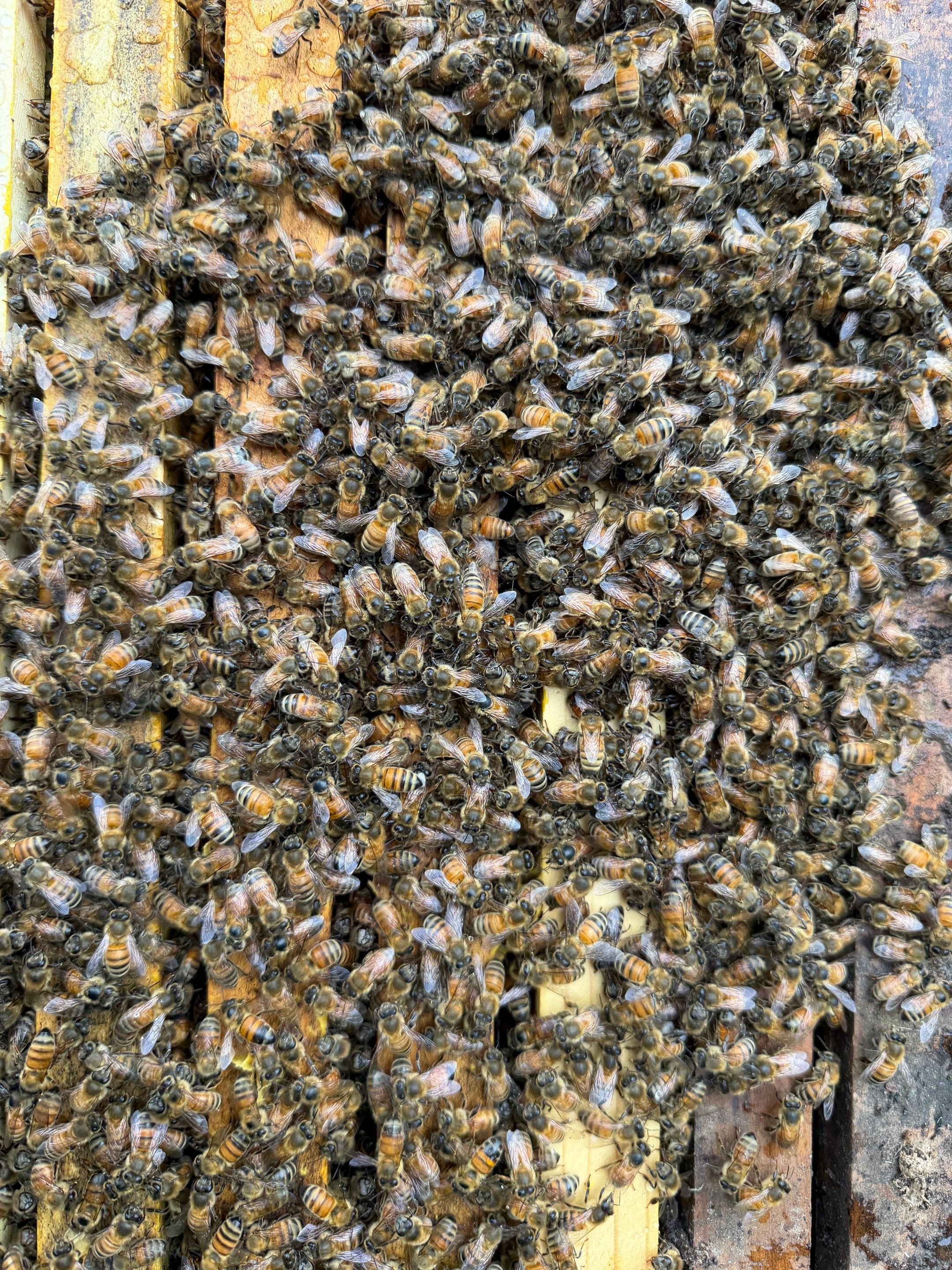 Special Use Valuation in McClendon-Chisolm by Rockwall Honey Bee Company
