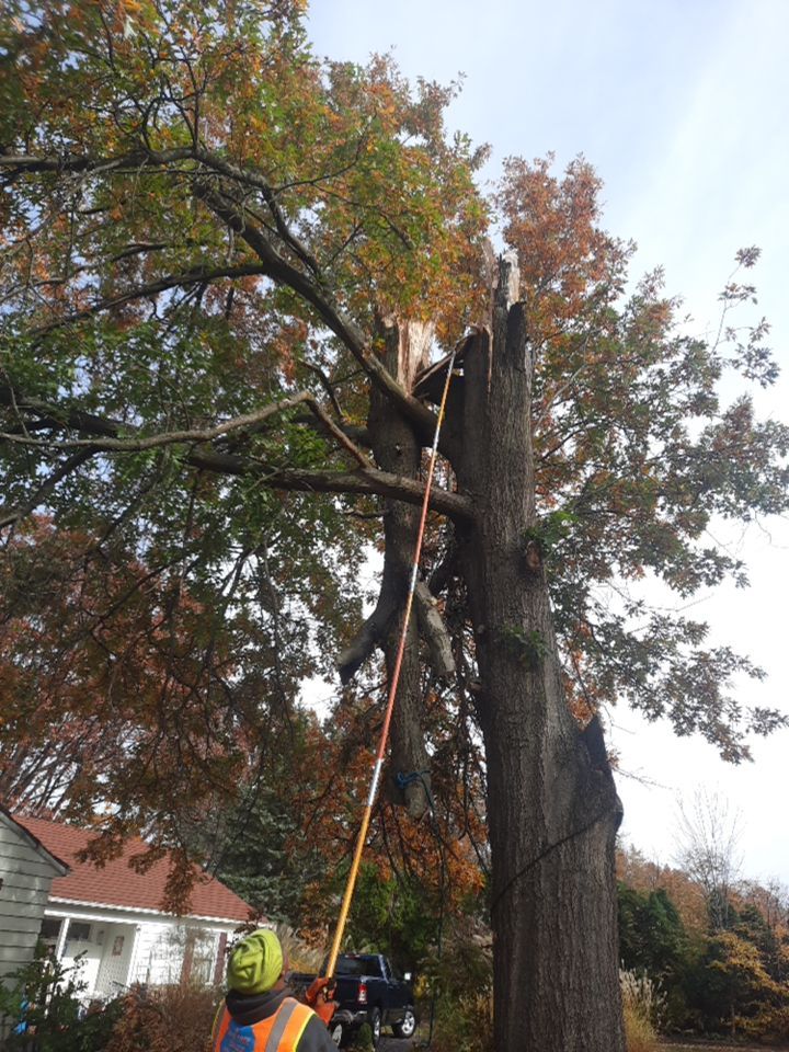 Tree Removal using Tree Removal by Mike Jones & Sons Tree Service LLC 