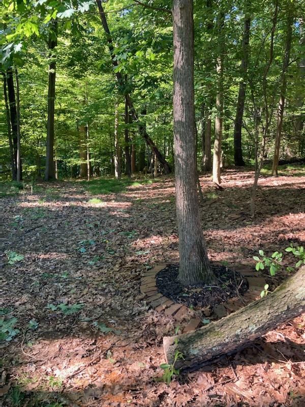 Tree Removal using Tree Removal by Mike Jones & Sons Tree Service LLC 