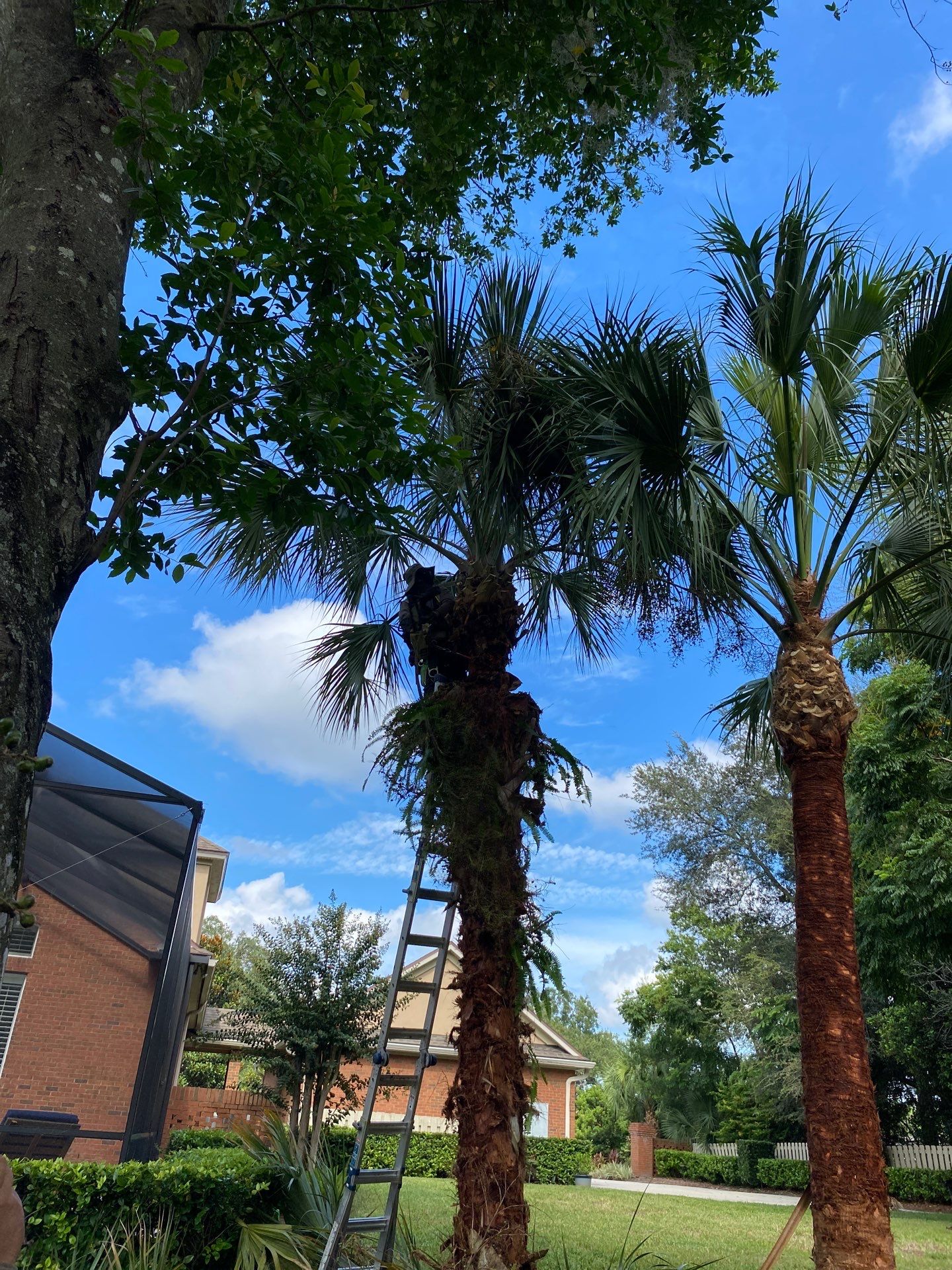 Deerwood Residence | Palm Tree Trimming by ProGreen Services