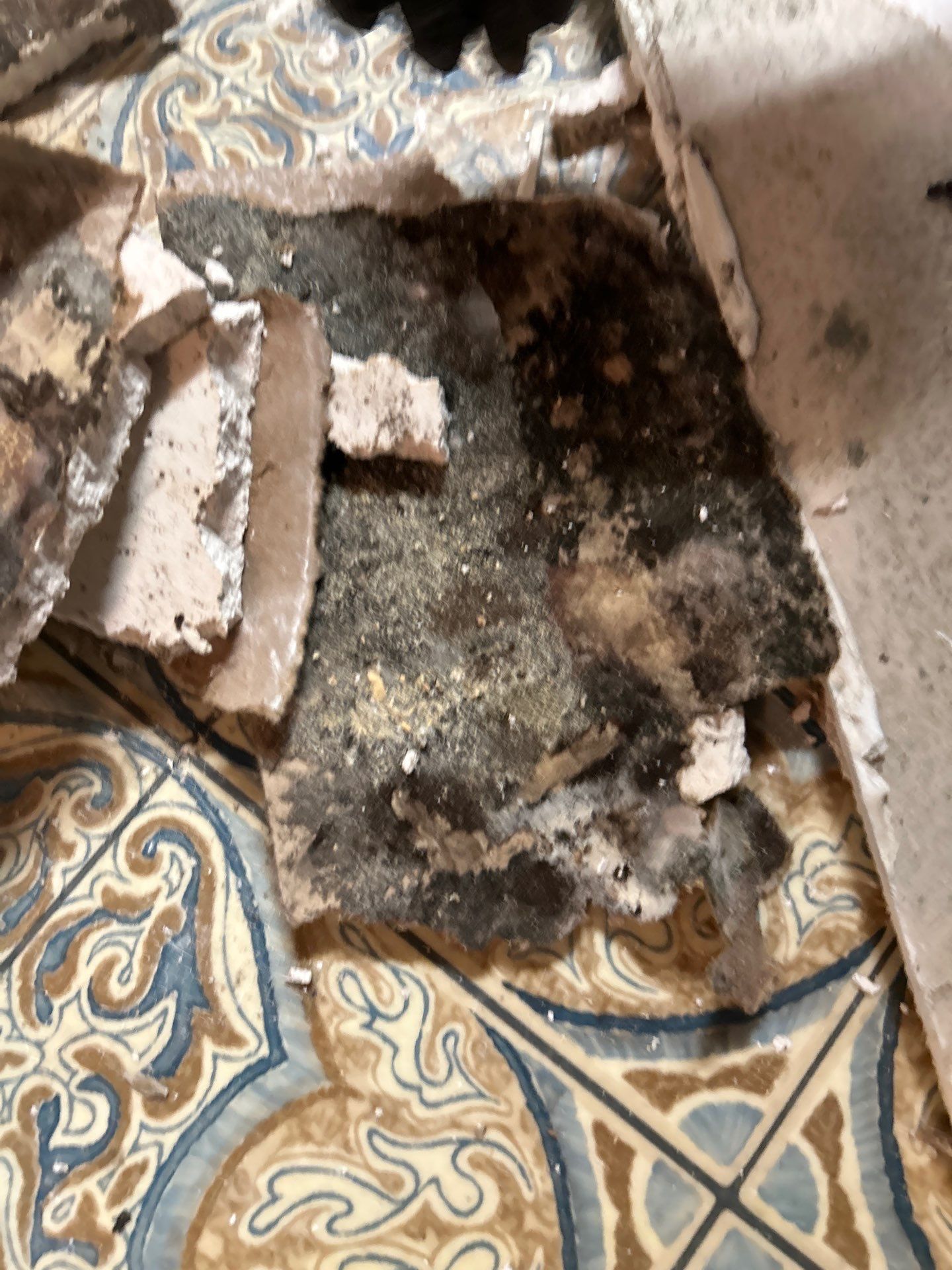 Black Mold Removal In Venice Florida by Ampm Restoration Services
