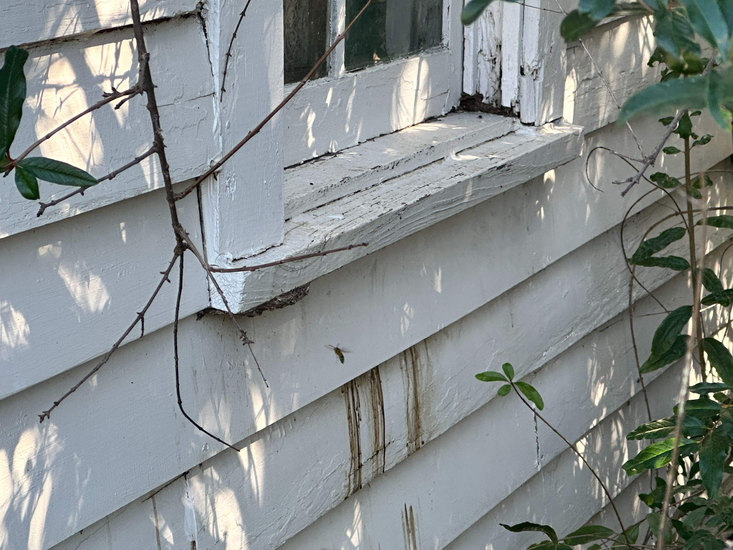 Yellowjackets at City Park by Rockwall Honey Bee Company