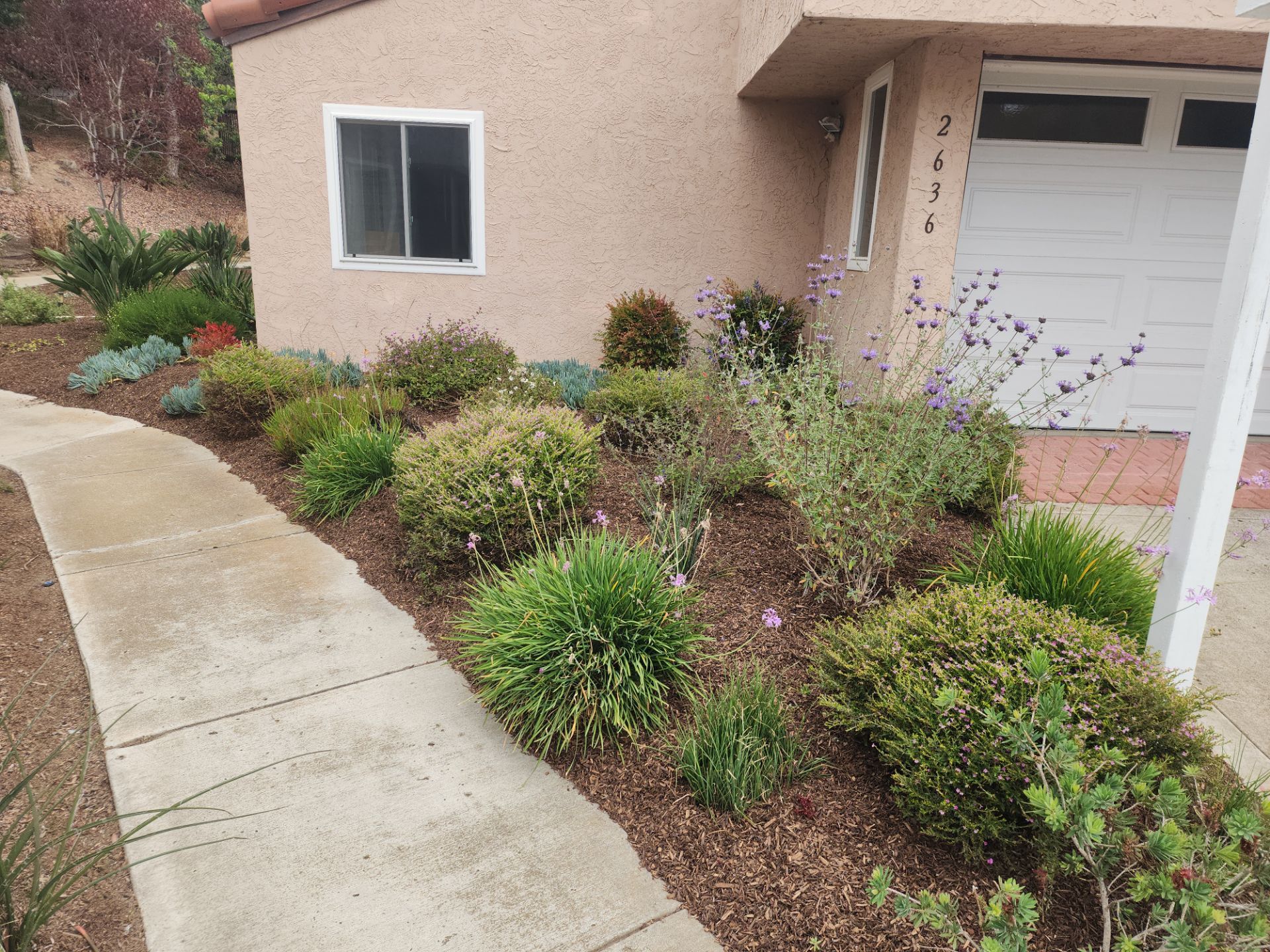 San Diego Residential Landscape Refresh With Succulents and Wood Mulch by Yard Techs