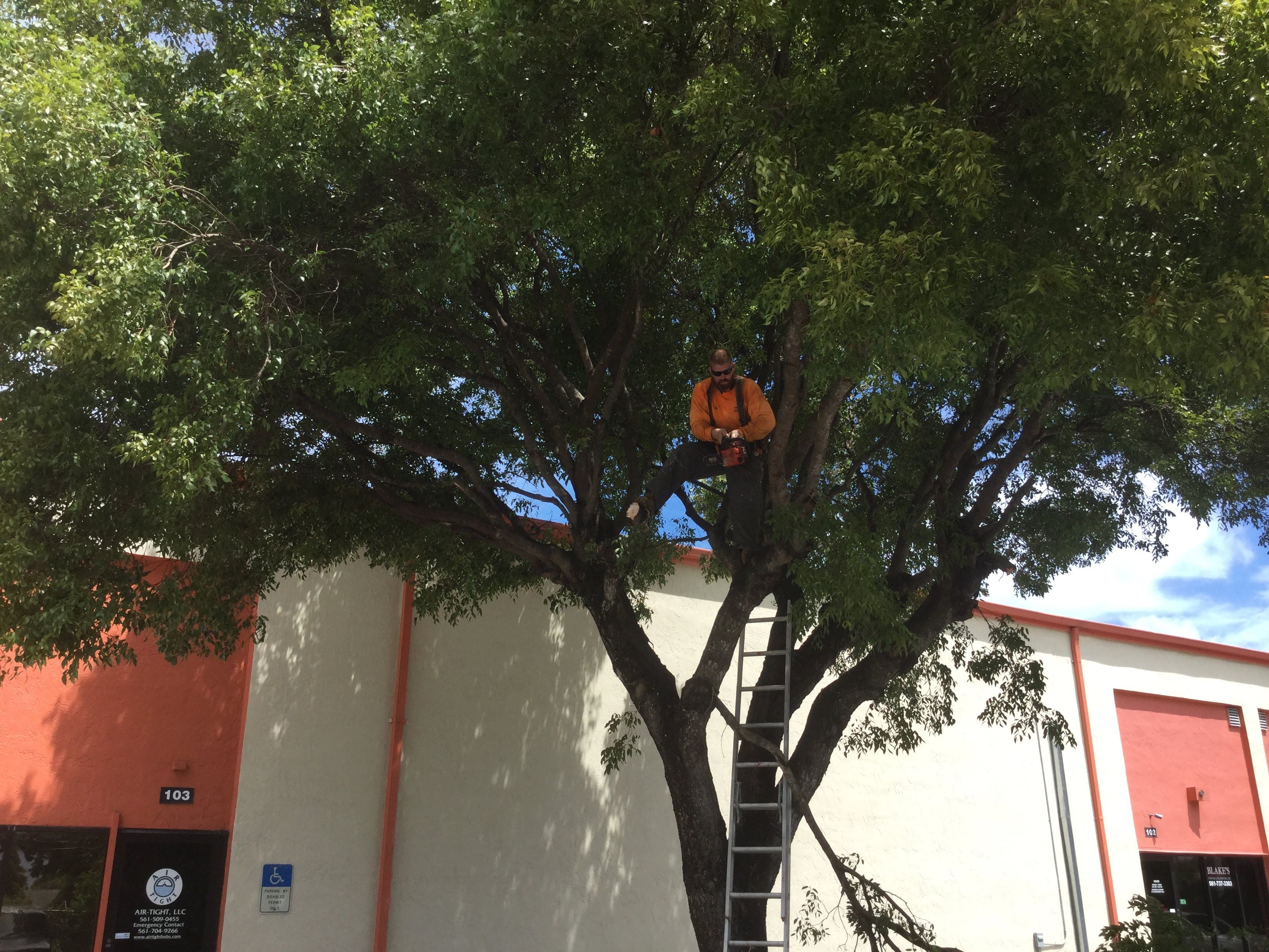 Commercial Tree Trimming & Debris Removal by
M.A.B. Landscaping & Property Maintenance