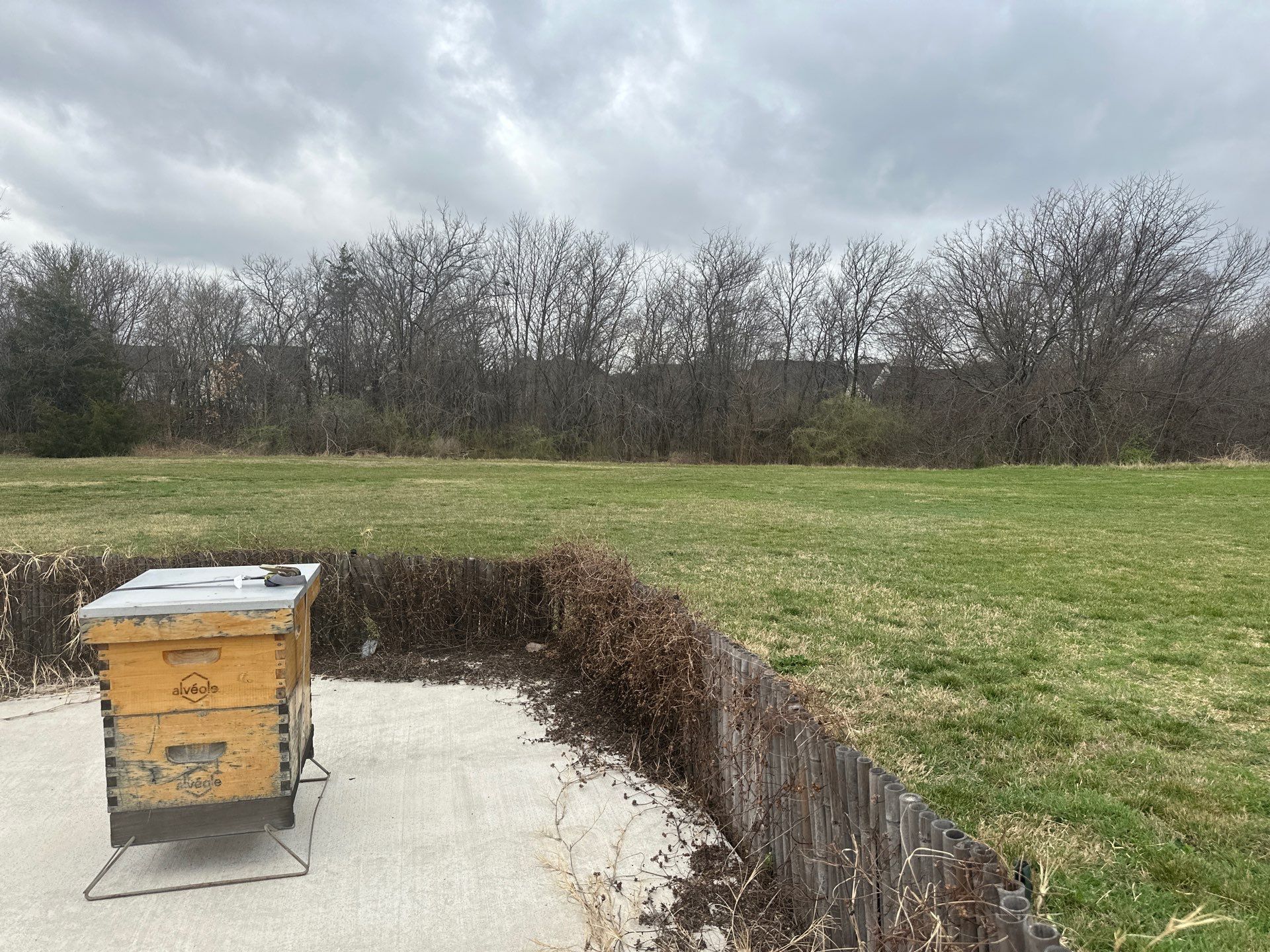 Bees at the Bank! by Rockwall Honey Bee Company