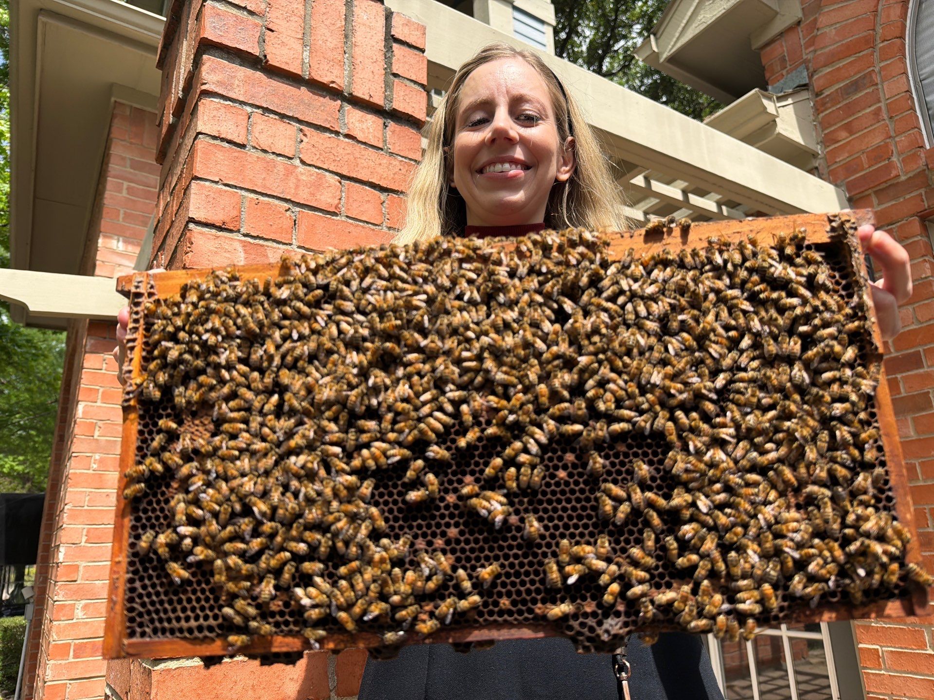 Apartment Retreat for Honey Bees in Garland by Rockwall Honey Bee Company