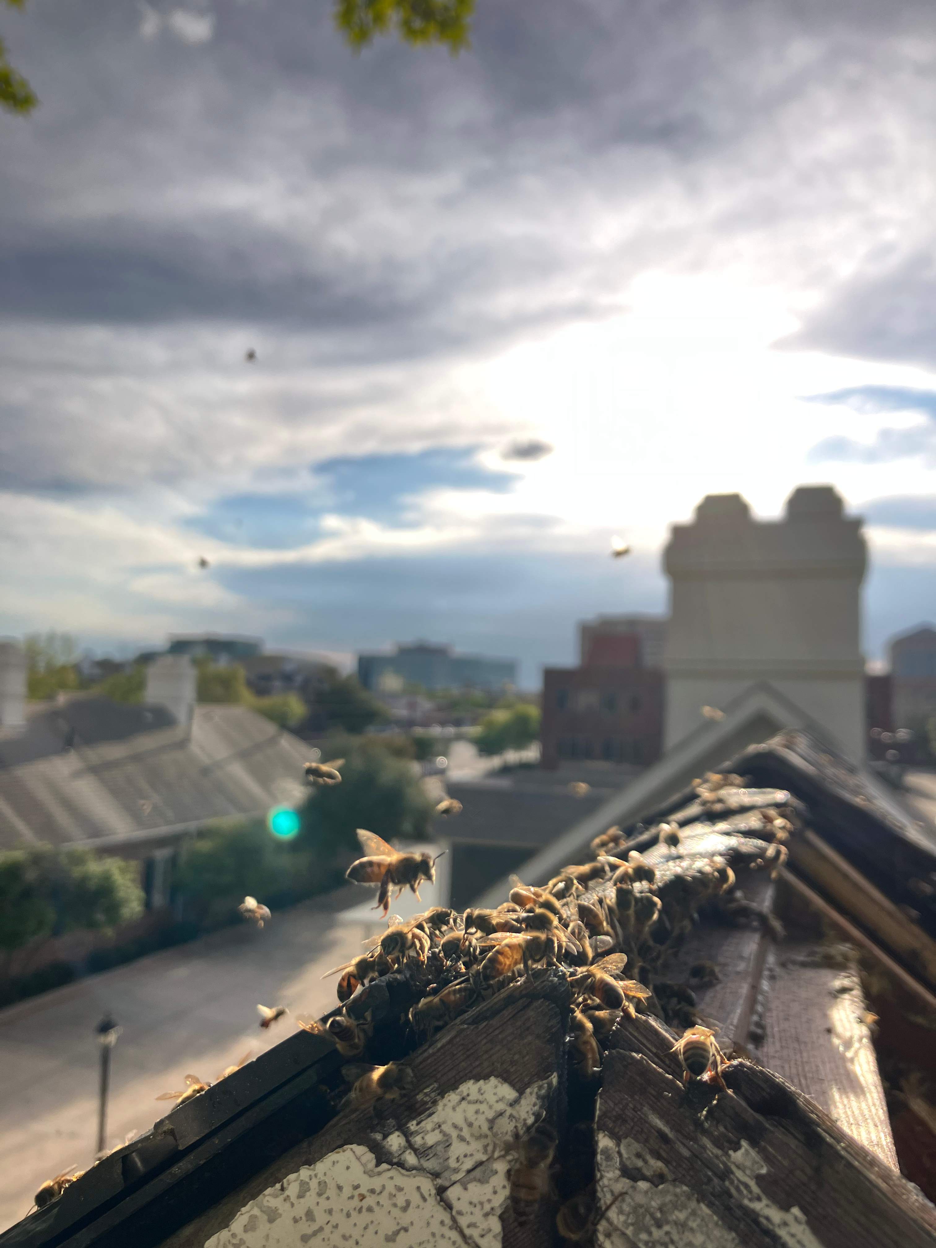 Commercial Roof by Rockwall Honey Bee Company