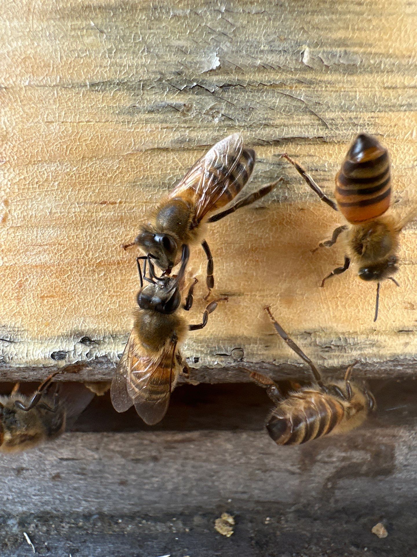 Richdardson Corporate Bees by Rockwall Honey Bee Company