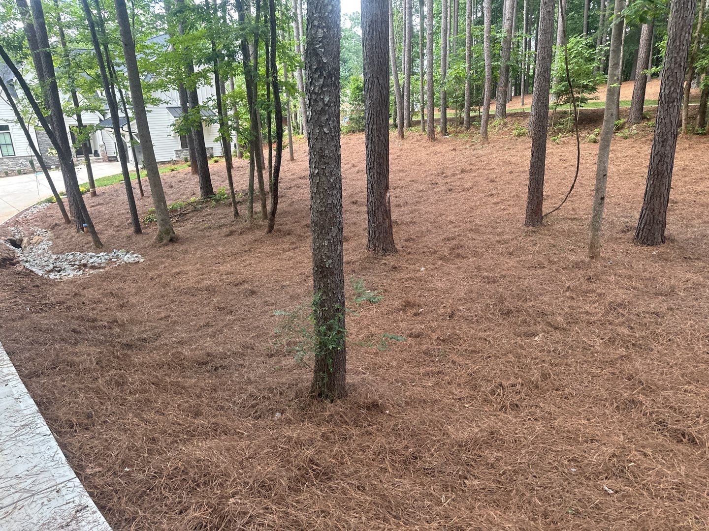 New Construction in Denver by Growing Edge Landscape & Design, Inc.