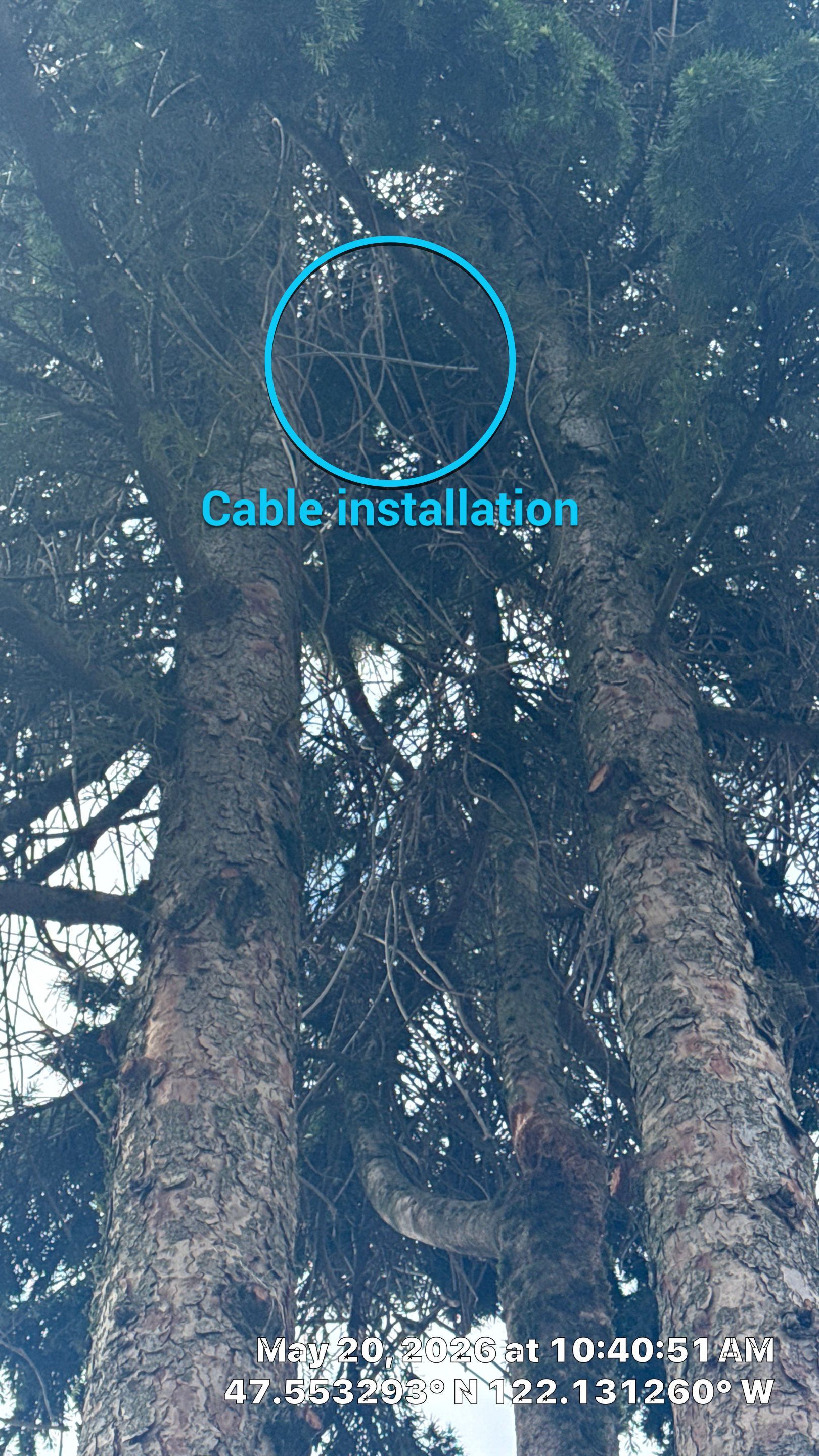 Structural Tree Cabling and Bracing Installation in Bellevue, WA by Sound Tree Care LLC