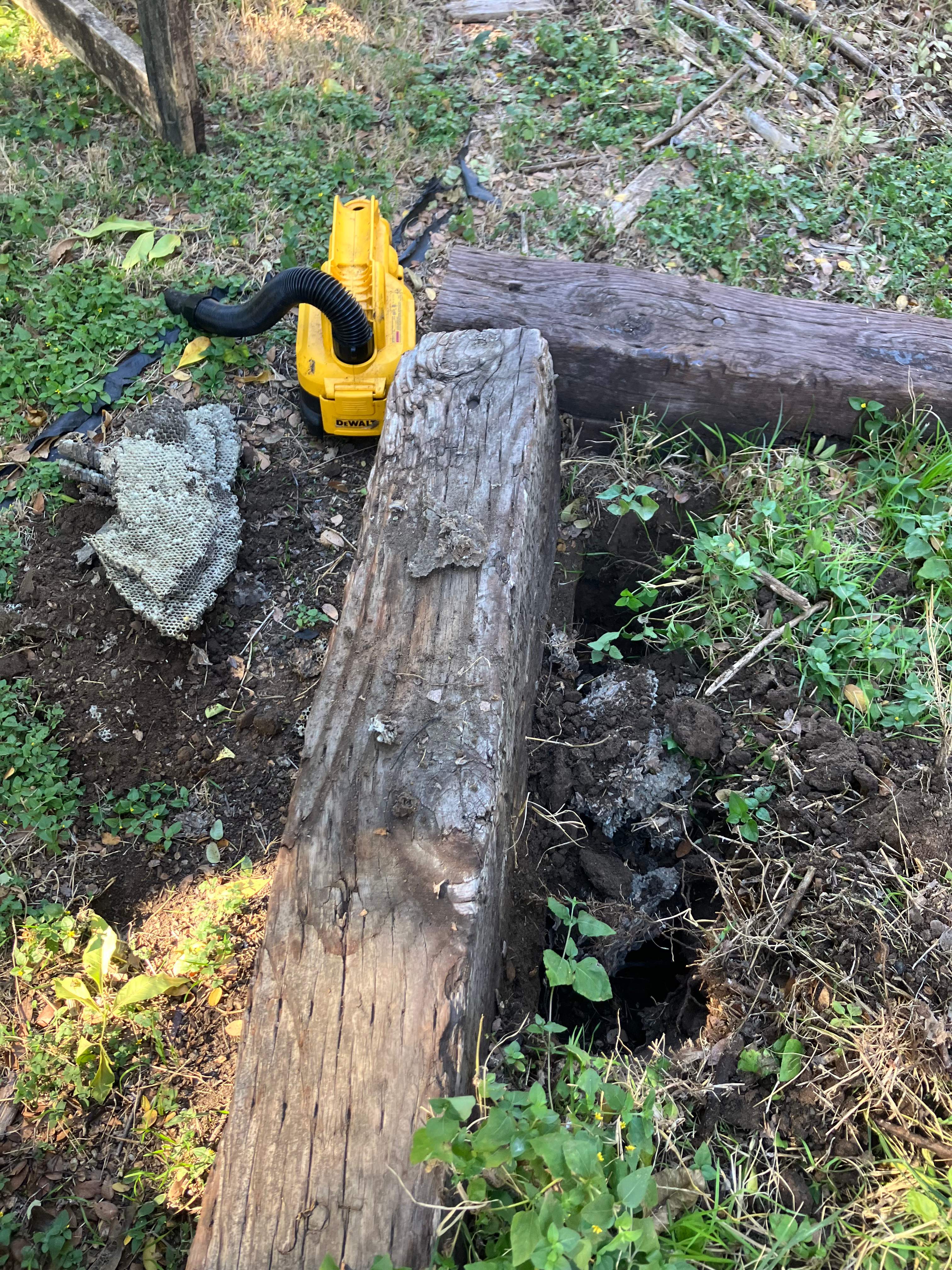 Yellowjackets at City Park by Rockwall Honey Bee Company