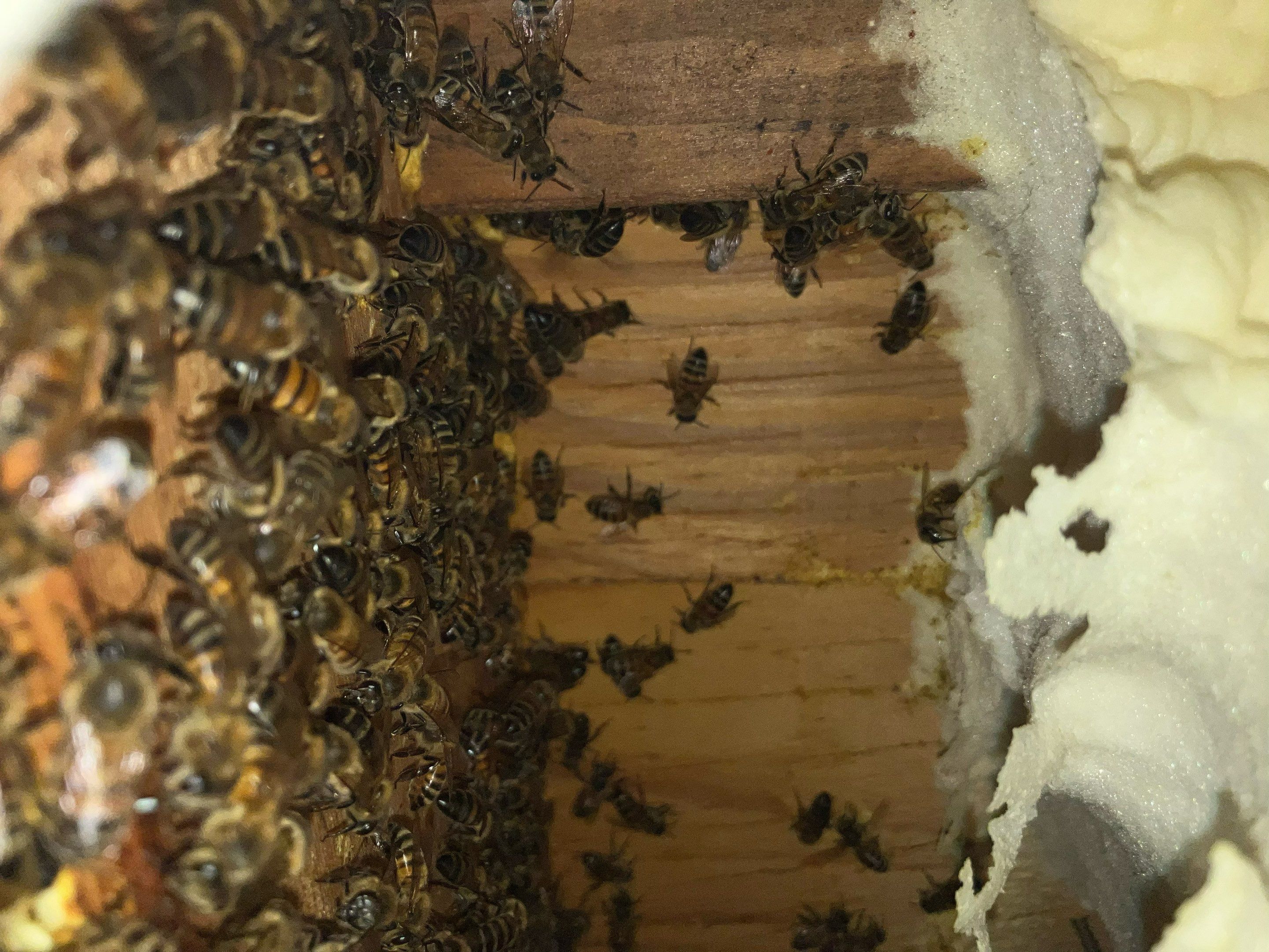 High Peak Bees by Rockwall Honey Bee Company