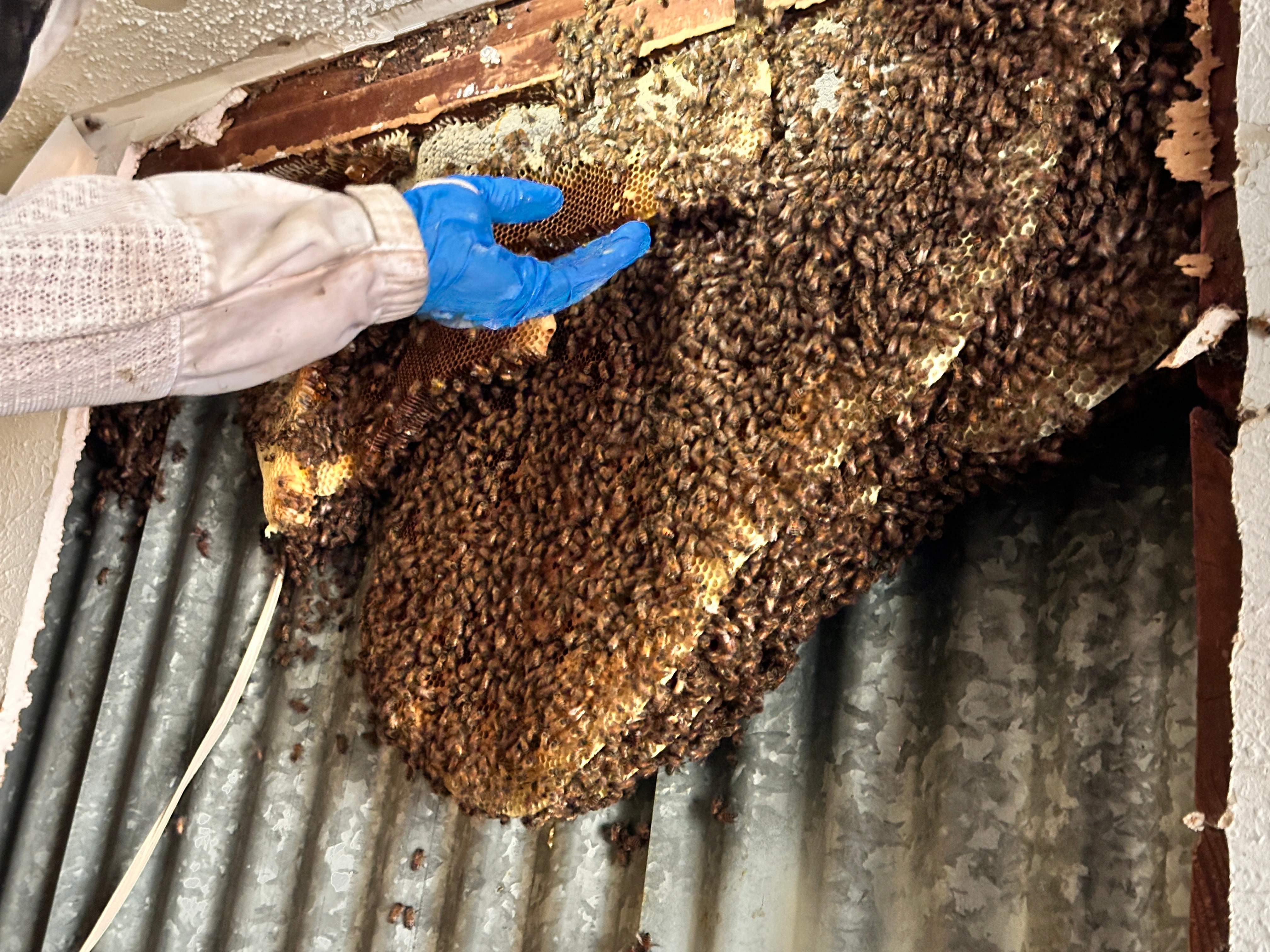 Motorcycle Garage by Rockwall Honey Bee Company