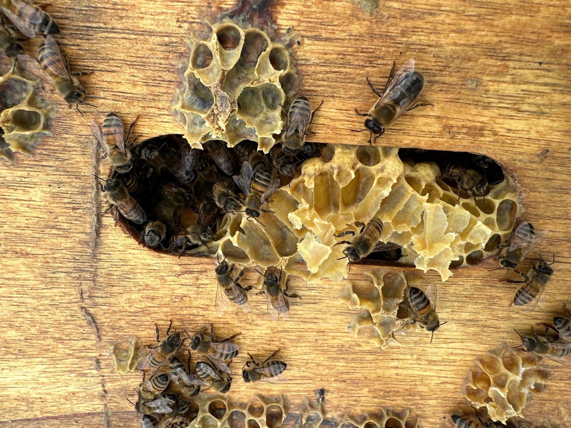 Bees by the Lot by Rockwall Honey Bee Company