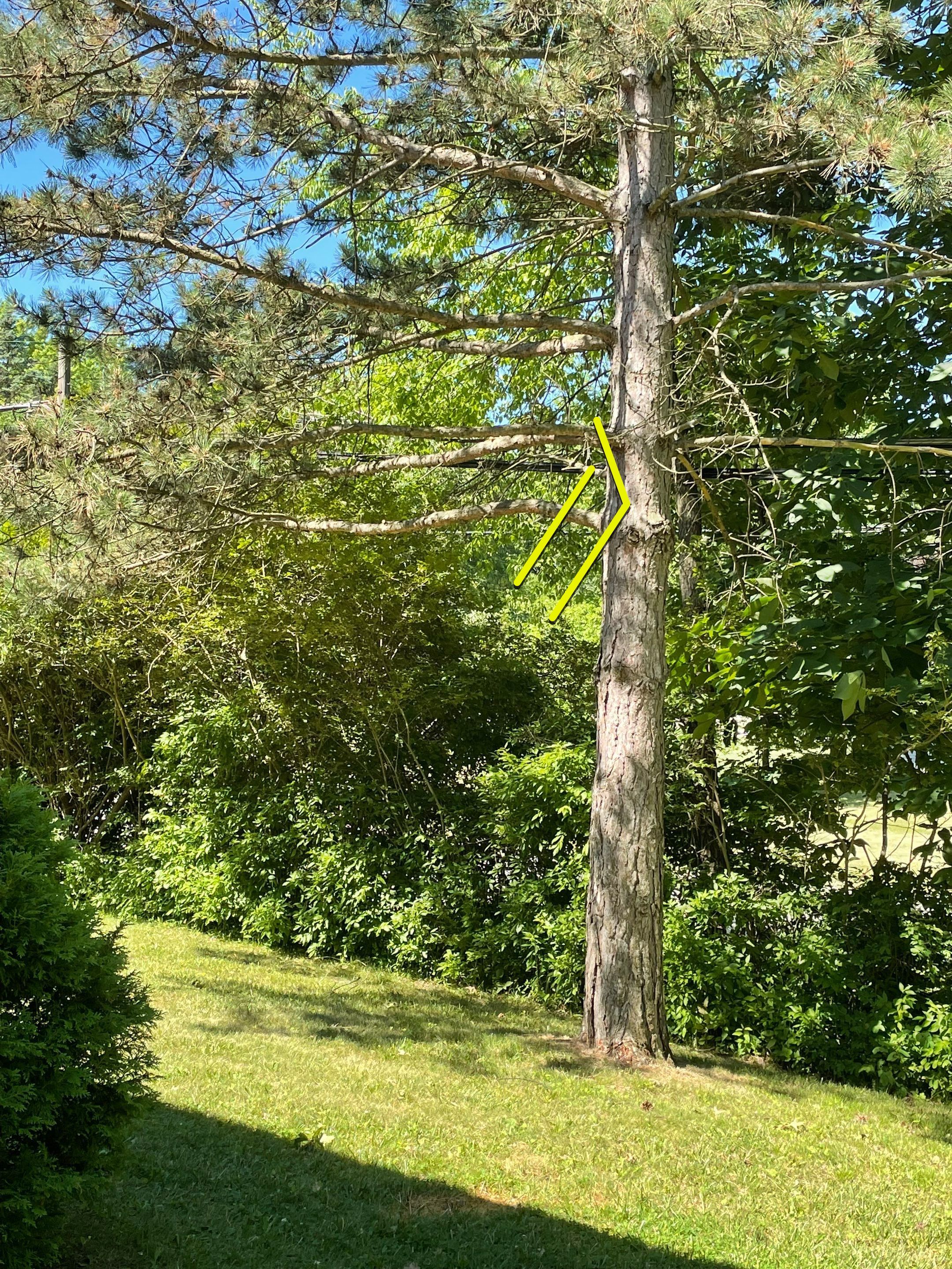 Tree Removal using Tree Removal by Mike Jones & Sons Tree Service LLC 