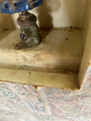 Mold Remediation — Naples, FL