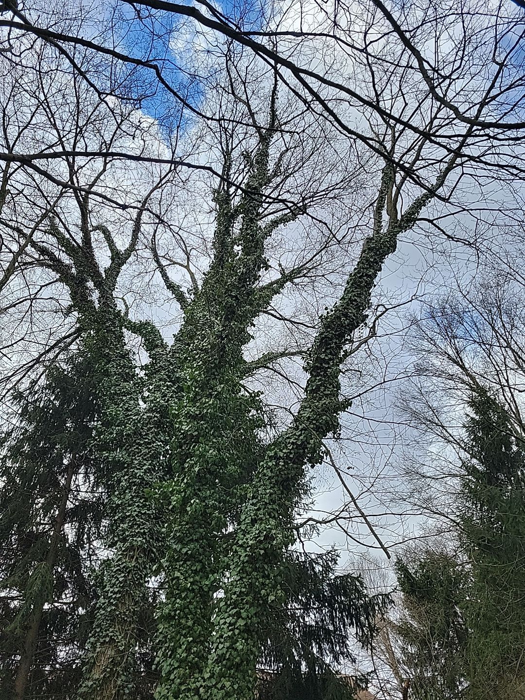 Tree Trimming using Tree Pruing by Mike Jones & Sons Tree Service LLC 