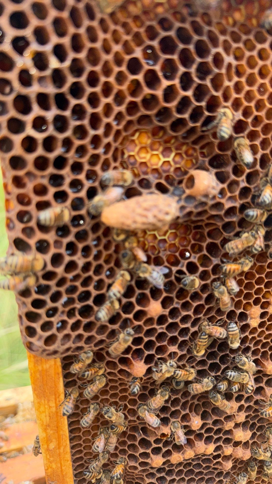 Corporate HQ by Rockwall Honey Bee Company