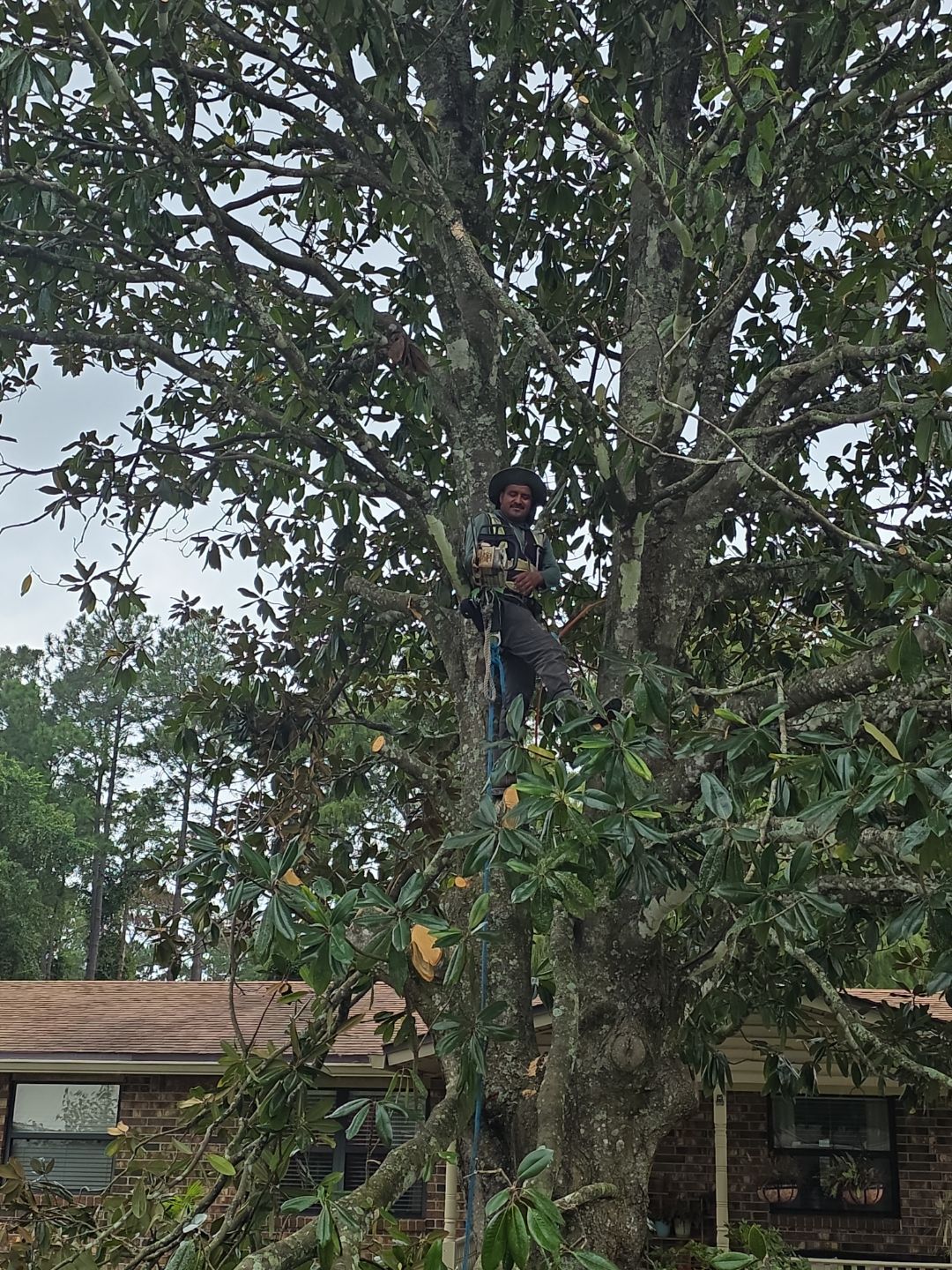 Tree Removal & Sod Install | Residential by ProGreen Services