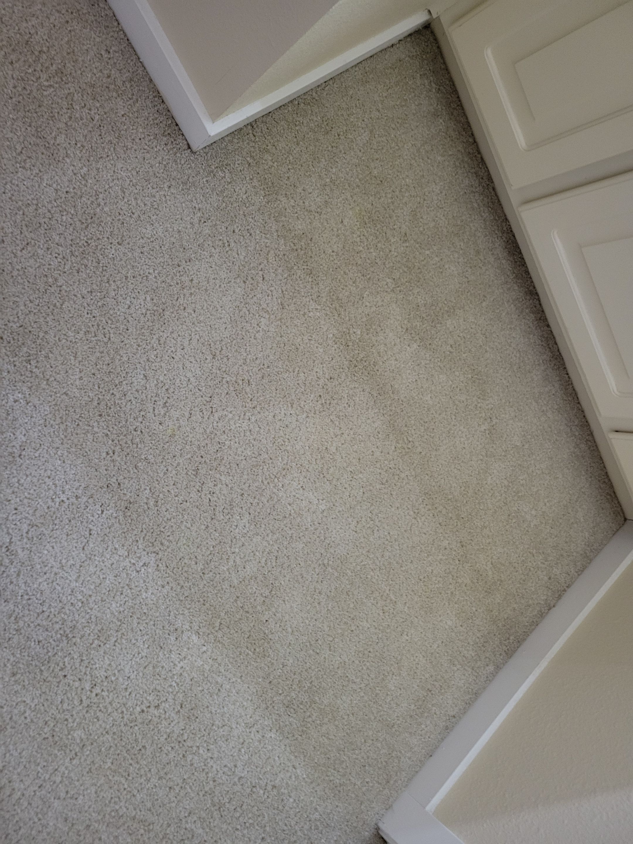 Investment Property, Carpet Cleaning by Ardent Carpet Restore LLC