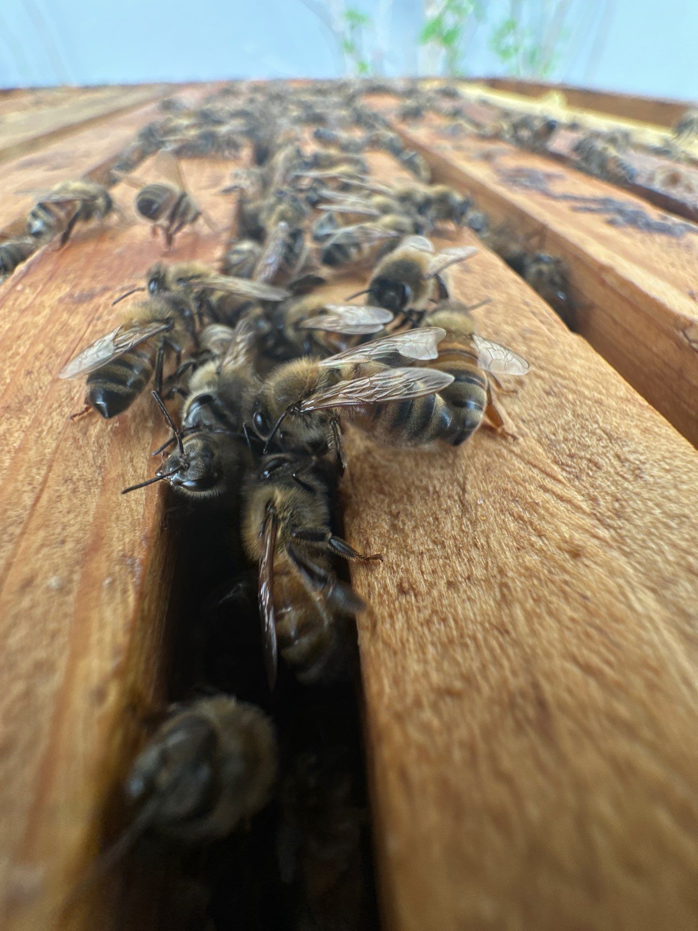 Big Rig Lot Bees by Rockwall Honey Bee Company
