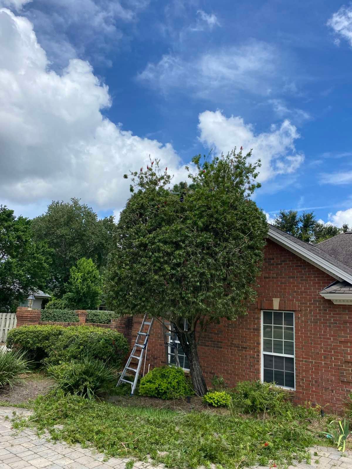 Commercial Property | Clean Up & Tree Removal by ProGreen Services