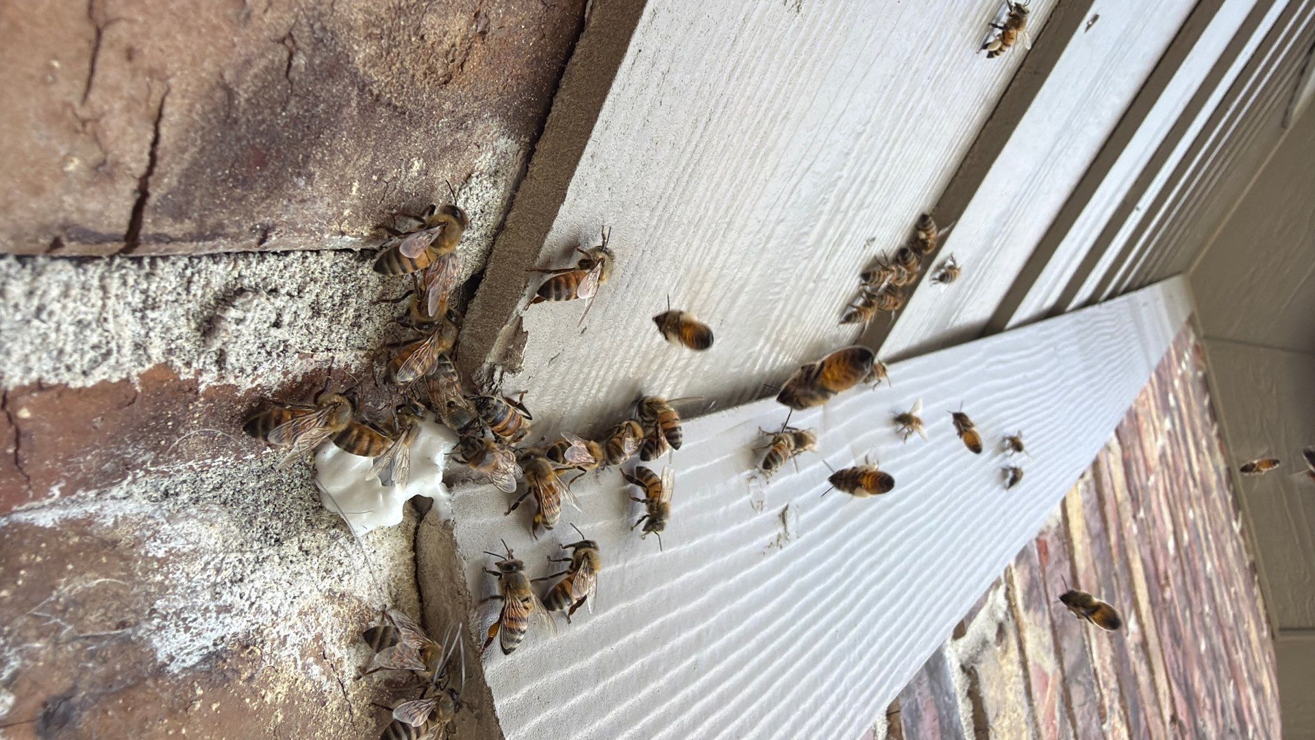 Judge Judy by Rockwall Honey Bee Company