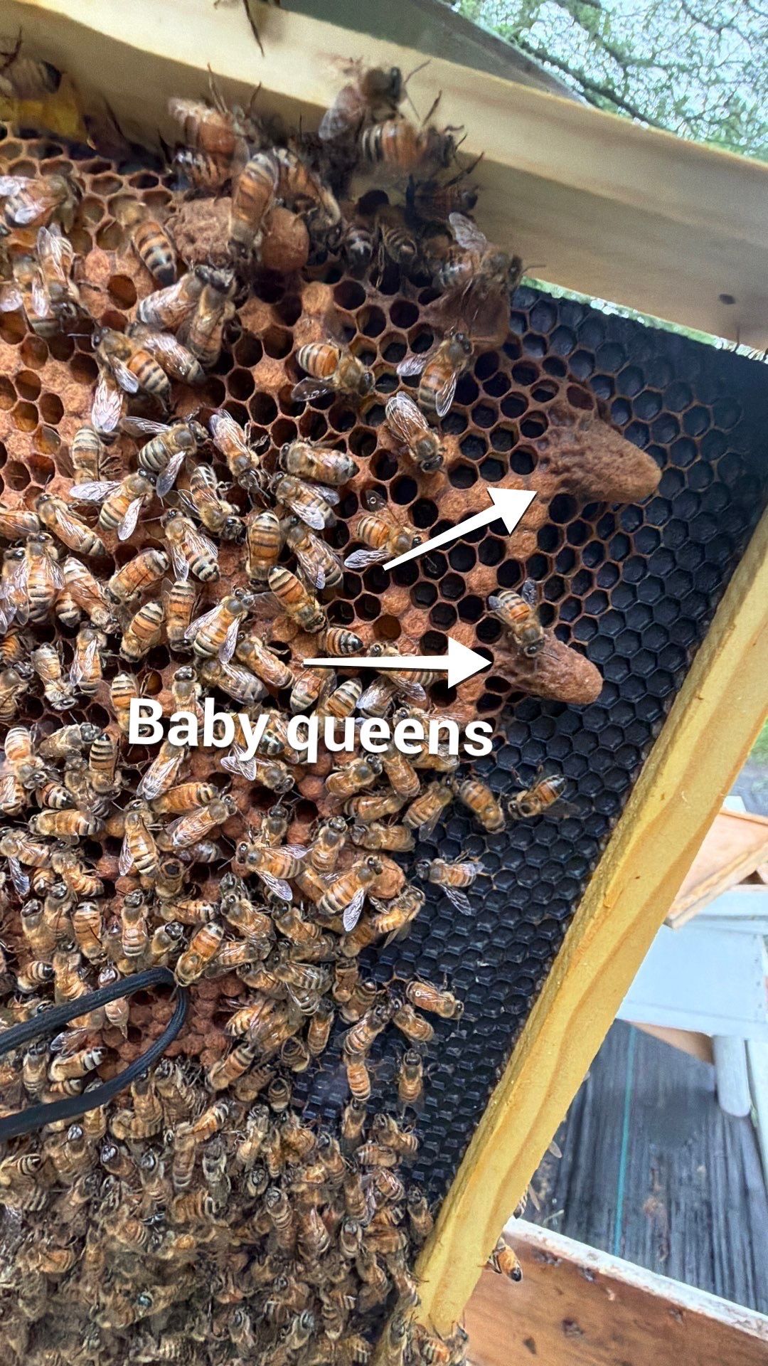 Rustic Grace Apiary in Van Alstyne, TX by Rockwall Honey Bee Company