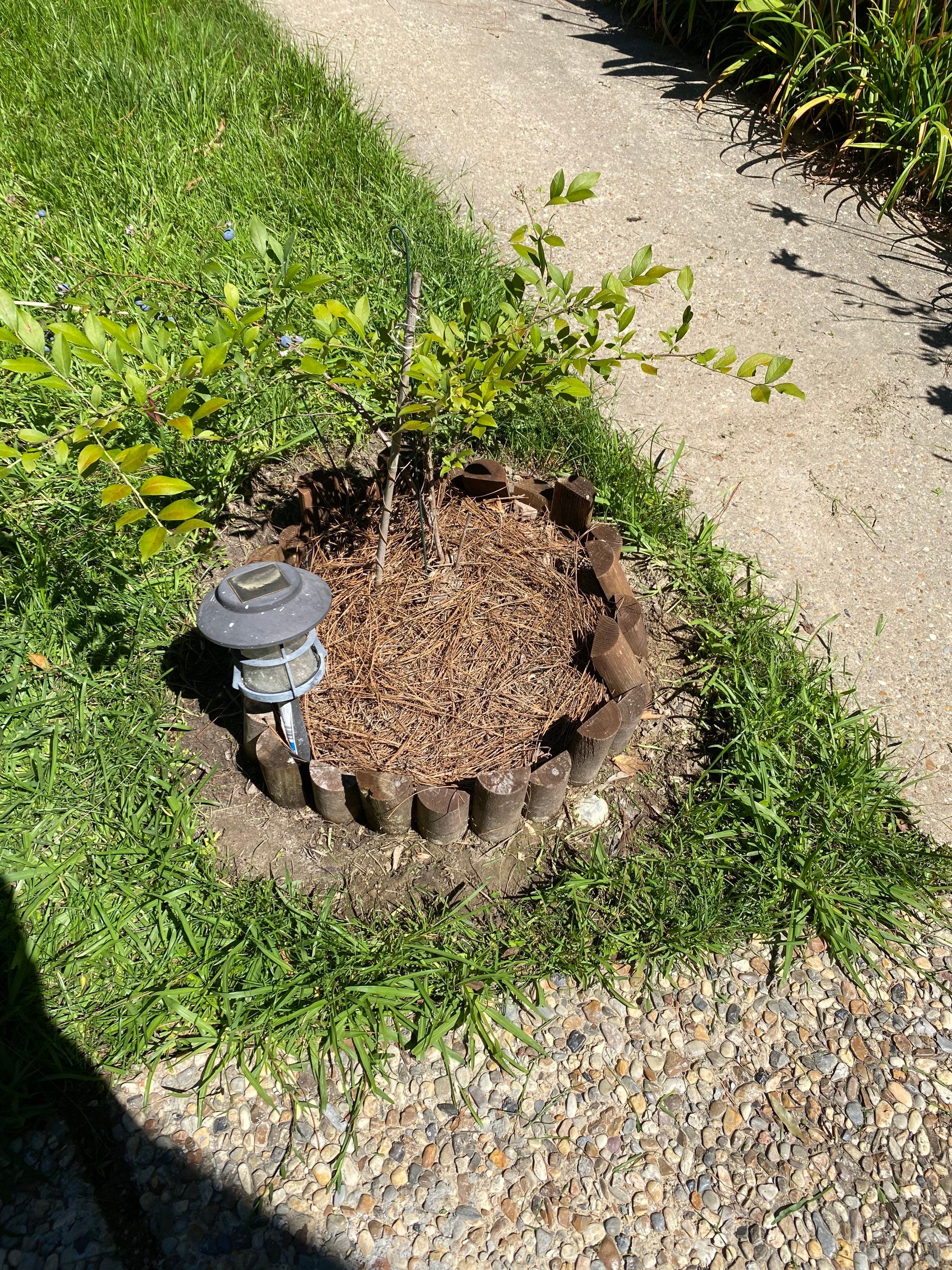 Weekly Landscaping  by College Bros Outdoor services