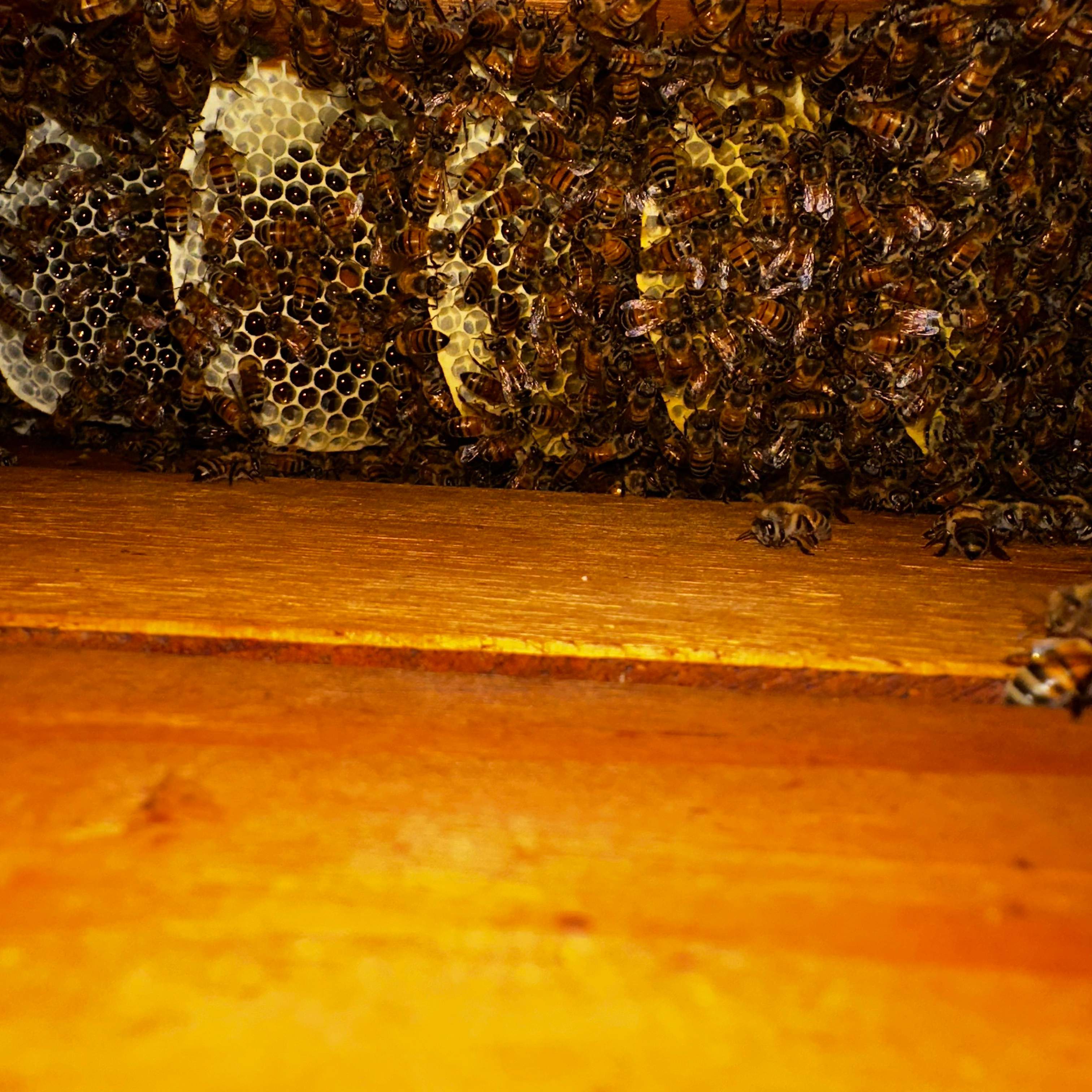 Copper Roof by Rockwall Honey Bee Company