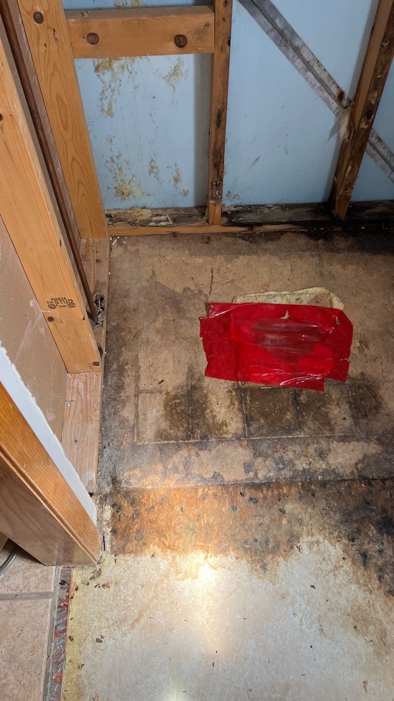 Water Damage and Mold Remediation by Accountable Home Services