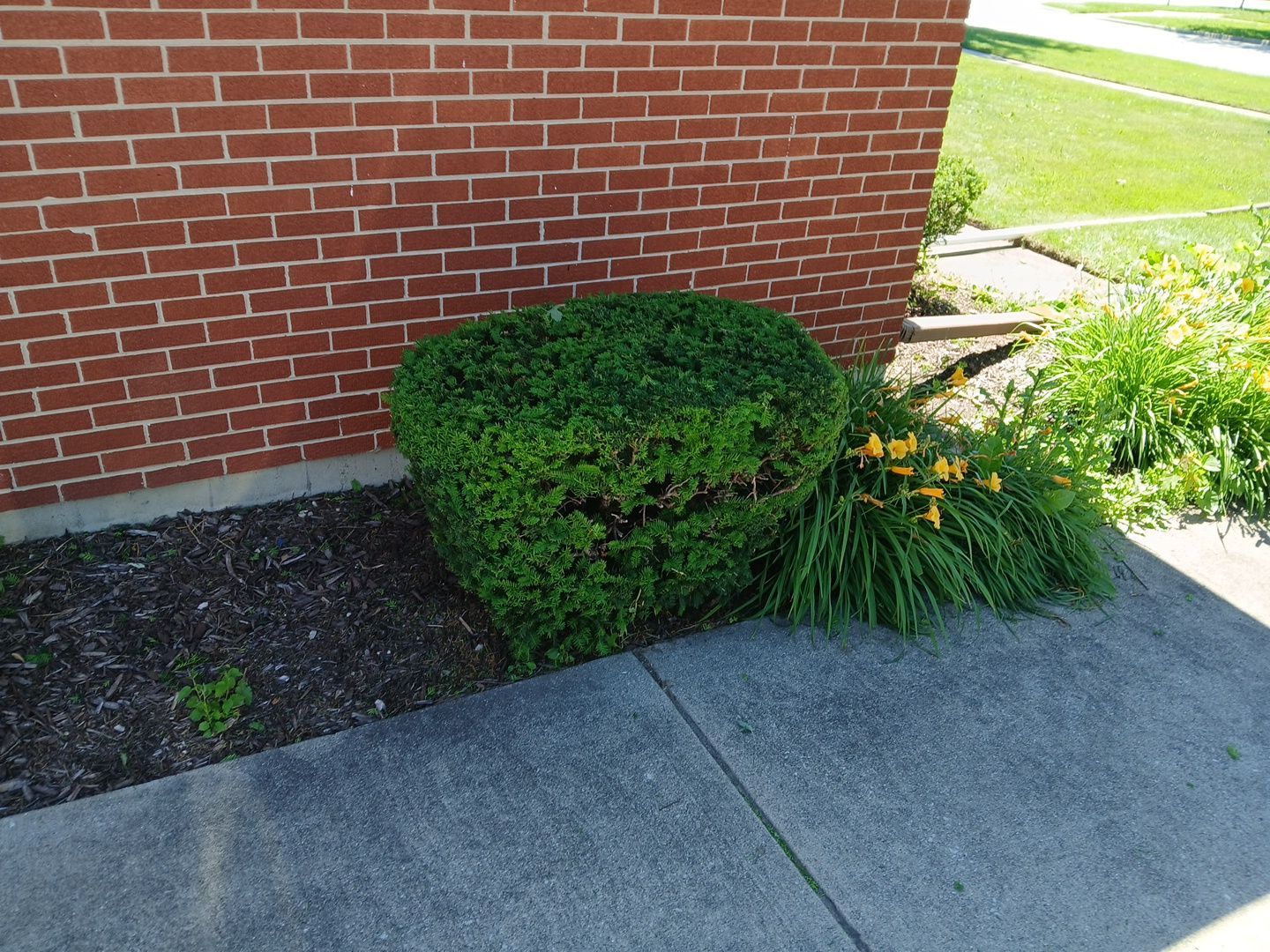 Martha C. - Mount Prospect, IL by A&N 