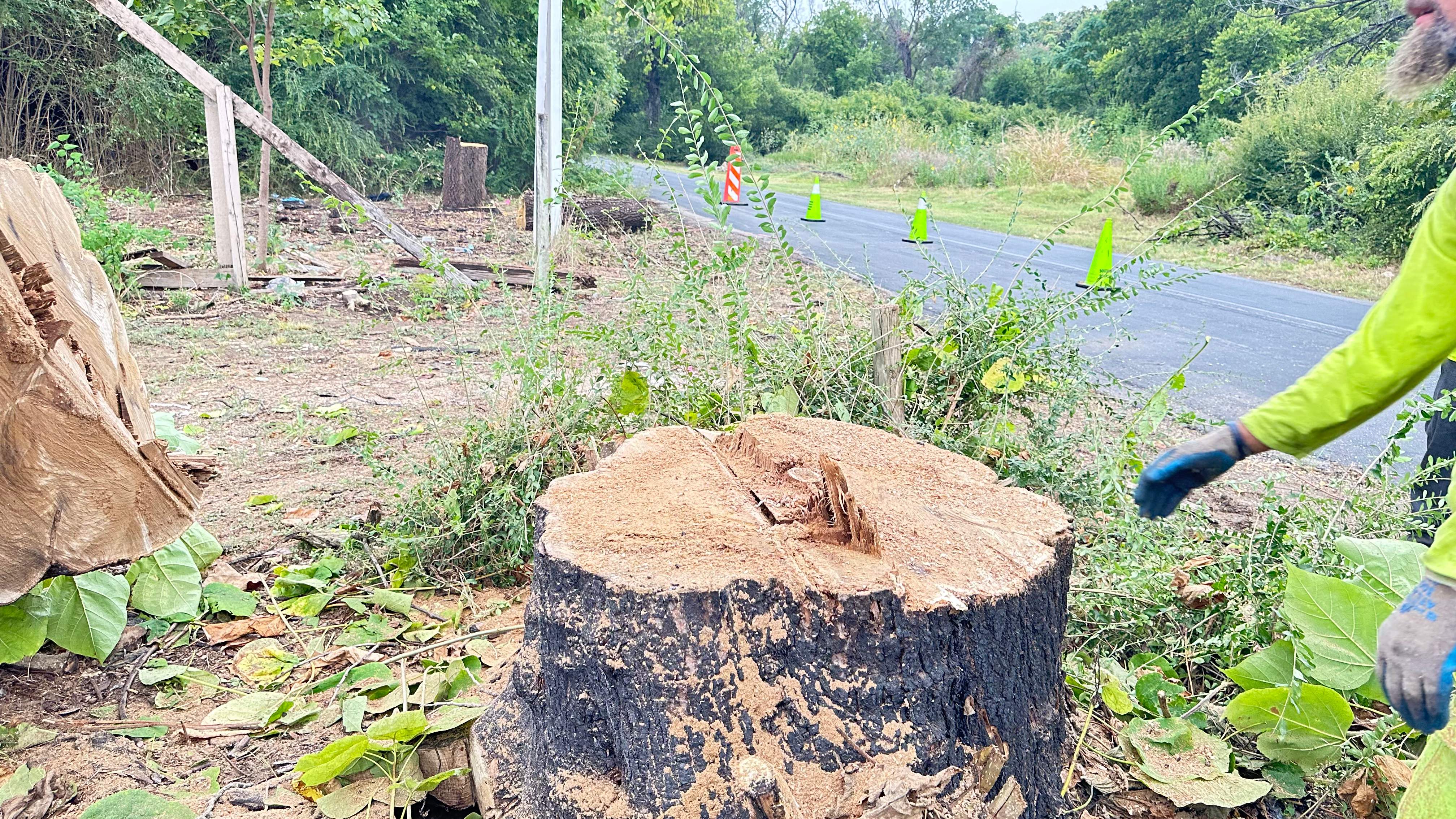 City Tree Company  by Rockwall Honey Bee Company