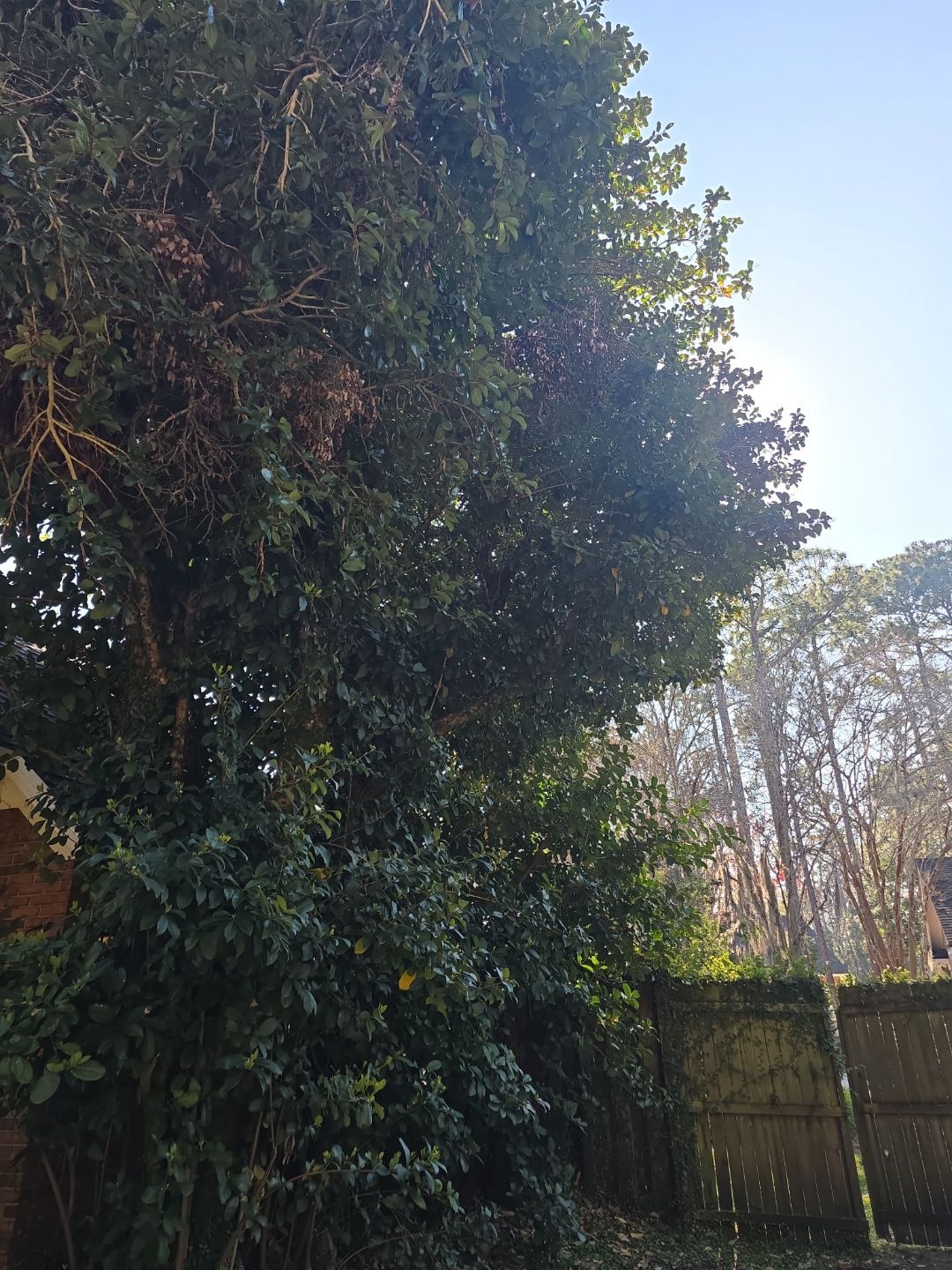 Deerwood Resident | Tree Service by ProGreen Services