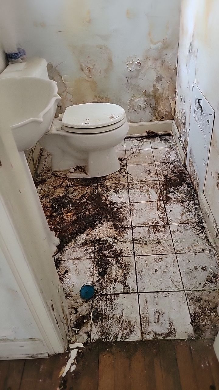 Mold Remediation by Accountable Home Services