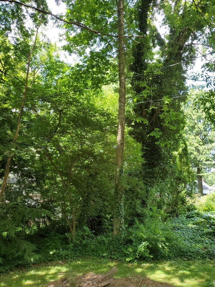 Tree Removal using Tree Removal by Mike Jones & Sons Tree Service LLC 