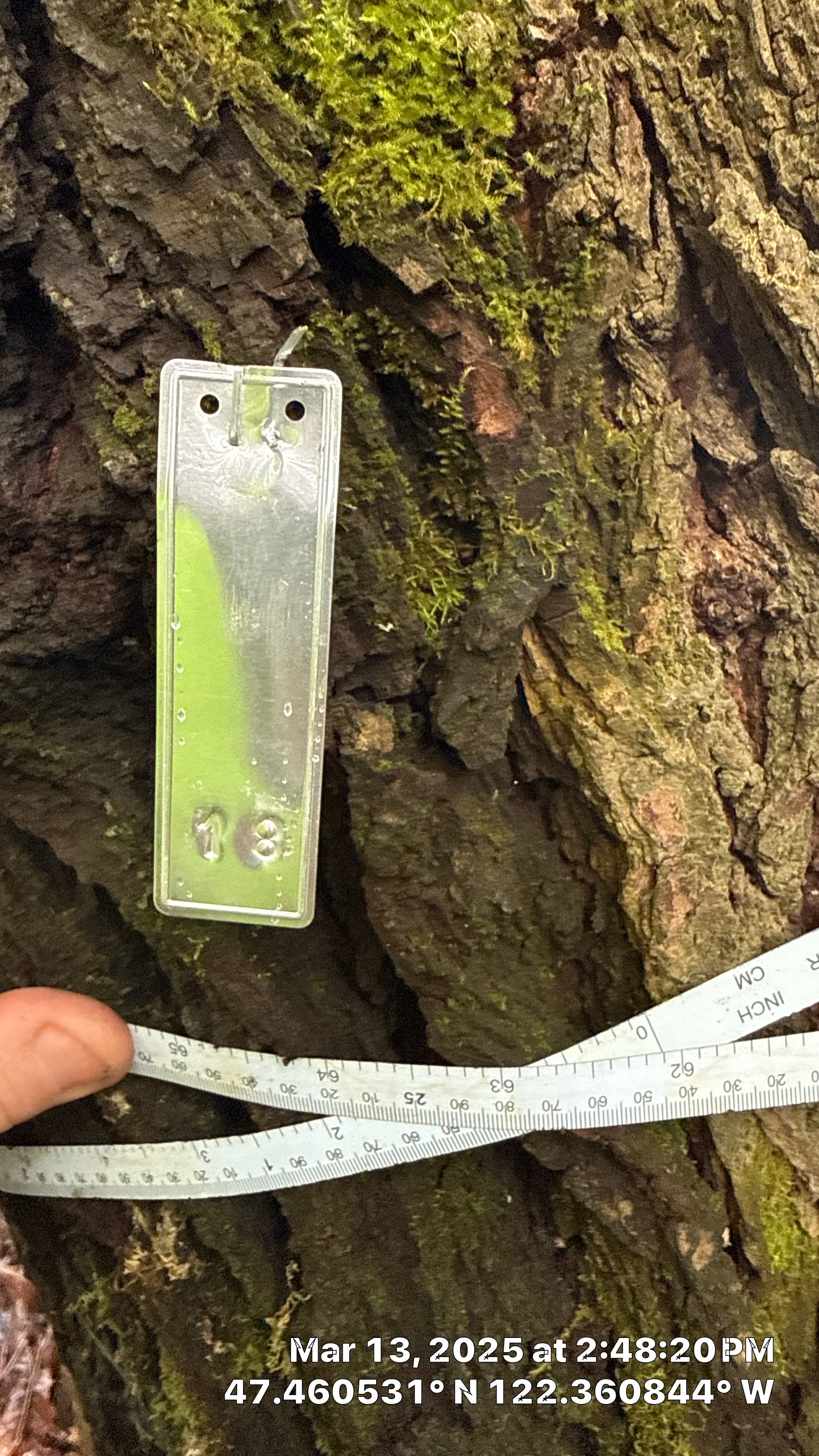 π Arborist Reporting & Tree Surveying β Code Compliance Project by Sound Tree Care LLC
