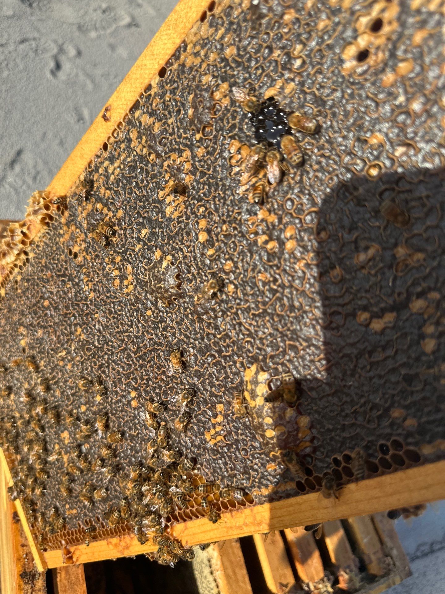 Downtown Apartment Rooftop  by Rockwall Honey Bee Company