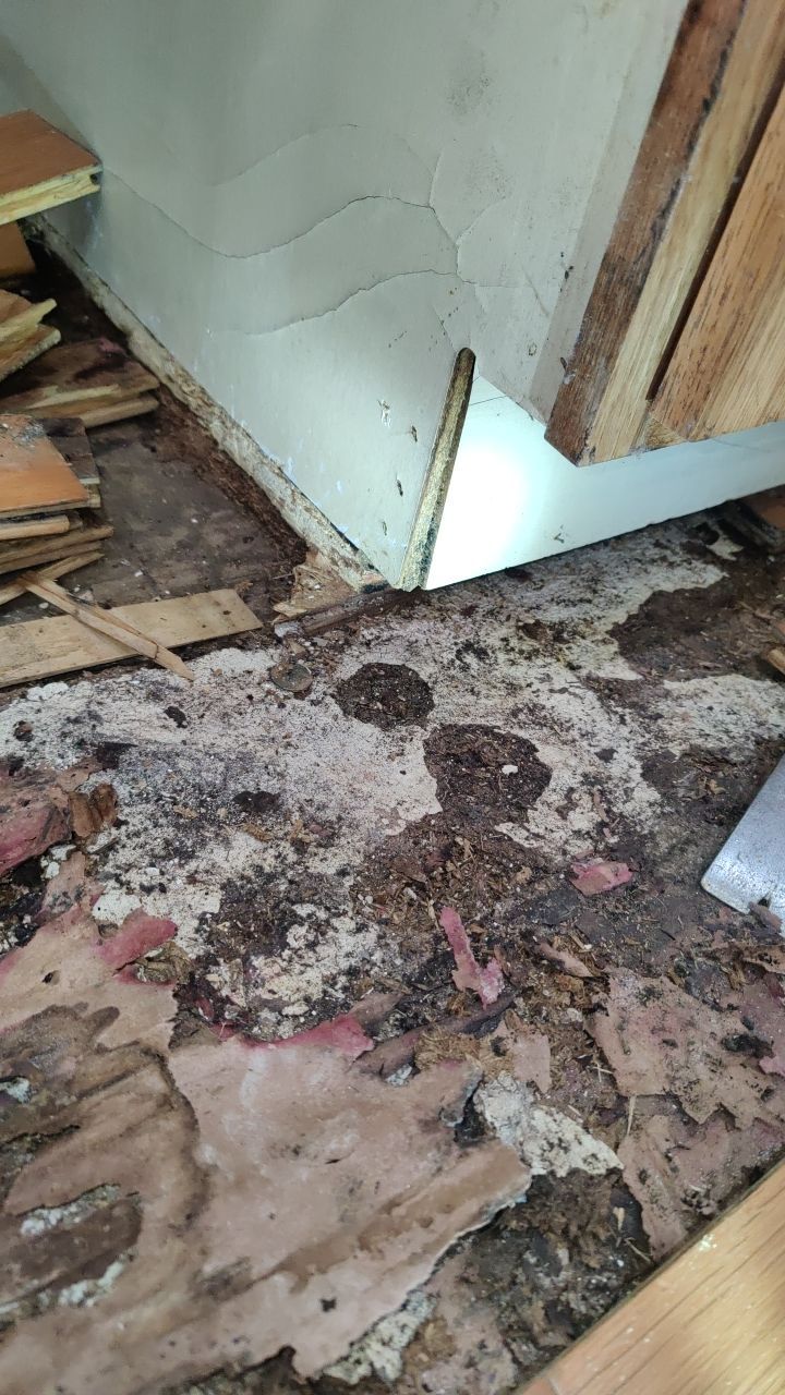 Mold Damage by Accountable Home Services