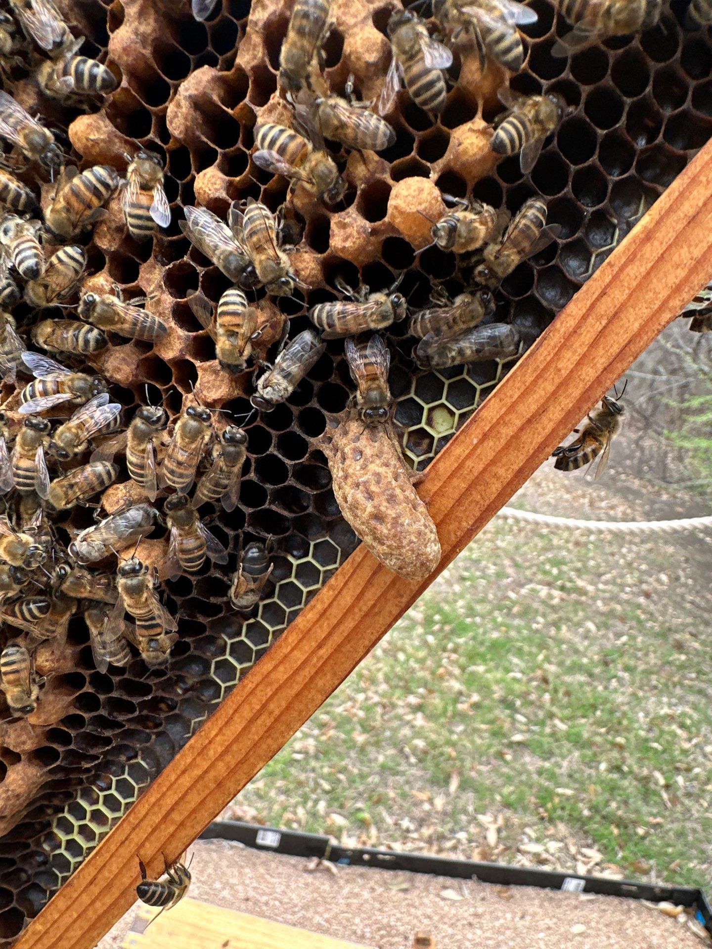 A Corp. HQ by Rockwall Honey Bee Company