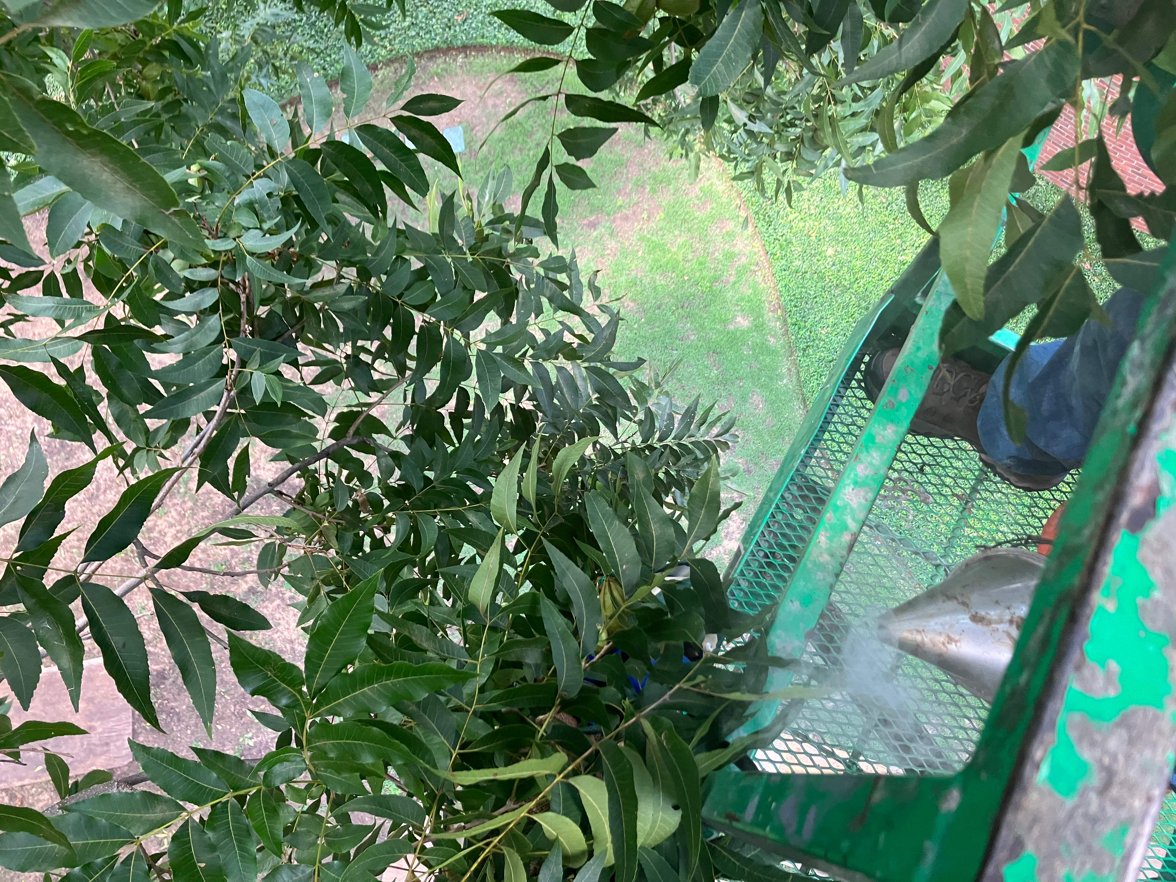 Open-Air Massive Colony by Rockwall Honey Bee Company