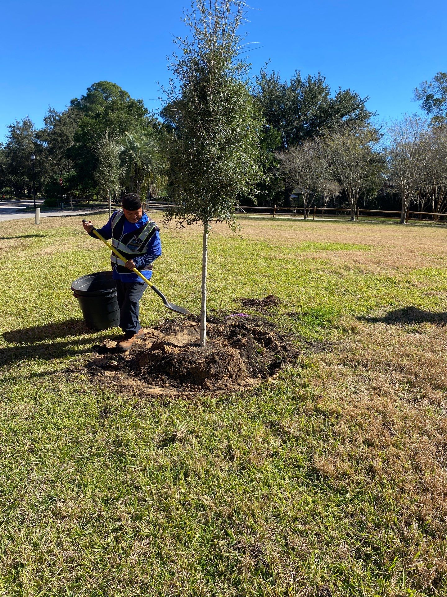 Deerwood Community | Oak Tree Replacement Project by ProGreen Services