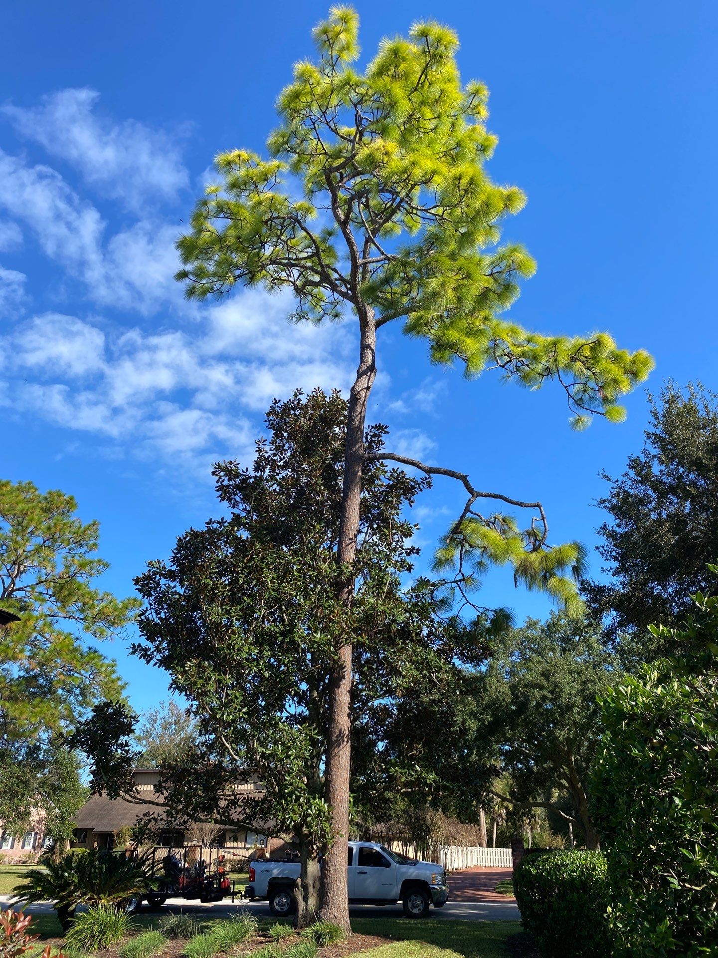 Deerwood Resident | Tree Removal by ProGreen Services