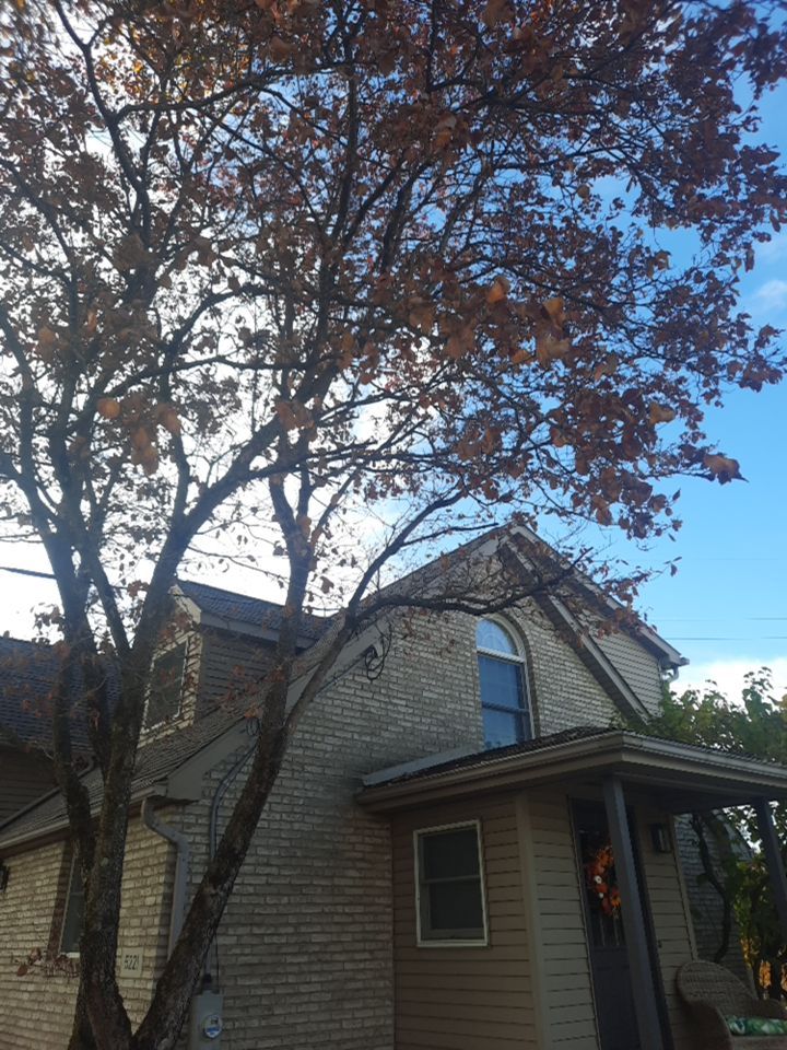 Tree Trimming using Tree Pruing by Mike Jones & Sons Tree Service LLC 