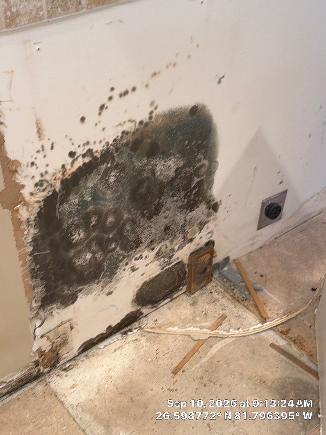 Fort Myers Water Damage Restoration and Professional Mold Remediation by Microscope