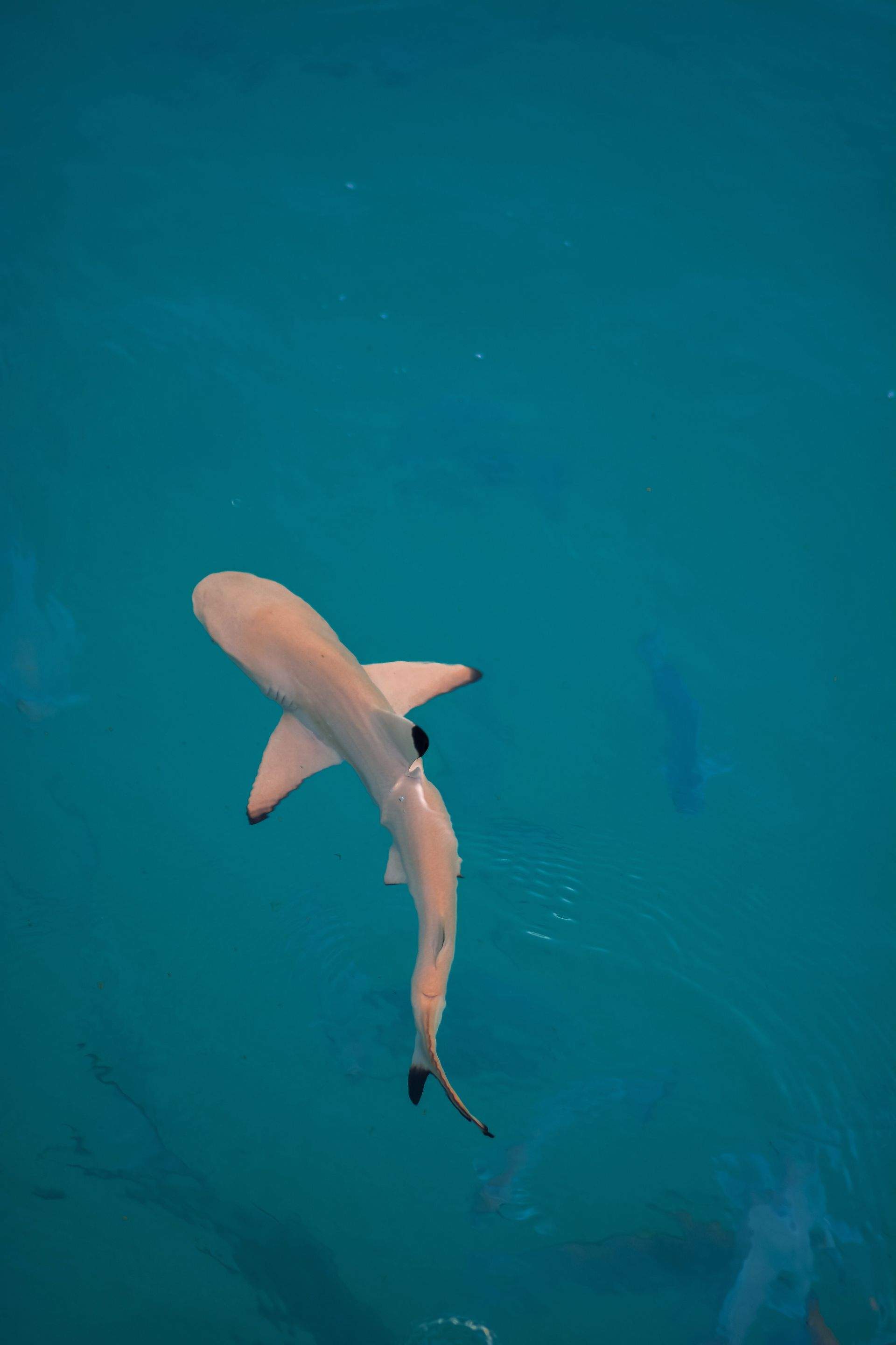 Sharks!!! by CompanyCam