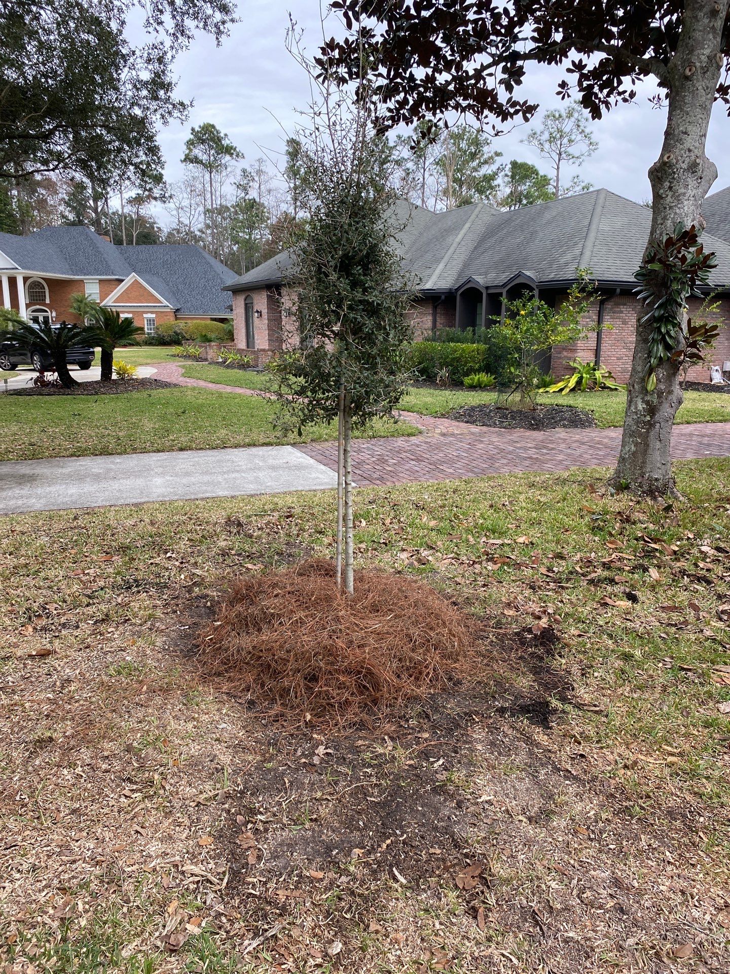 Deerwood | Live Oak Planting Project  by ProGreen Services
