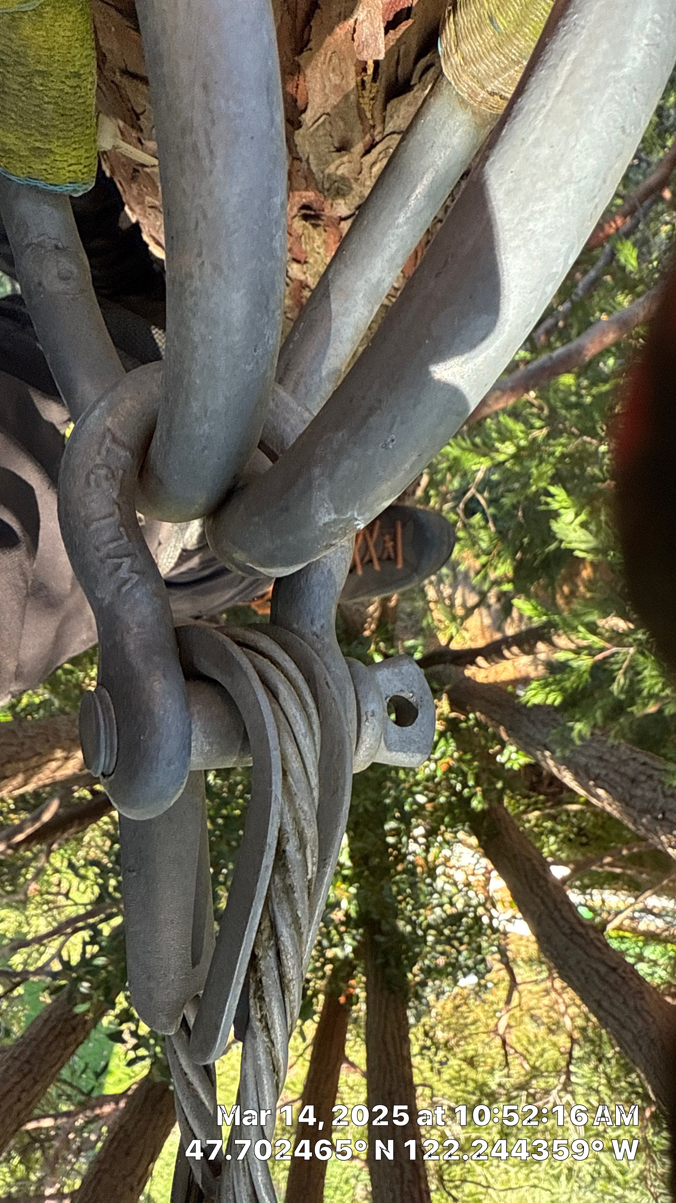 🧾 Tree Support System Assessment & Landmark Tree Risk Report – Holmes Point, Kirkland, WA by Sound Tree Care LLC